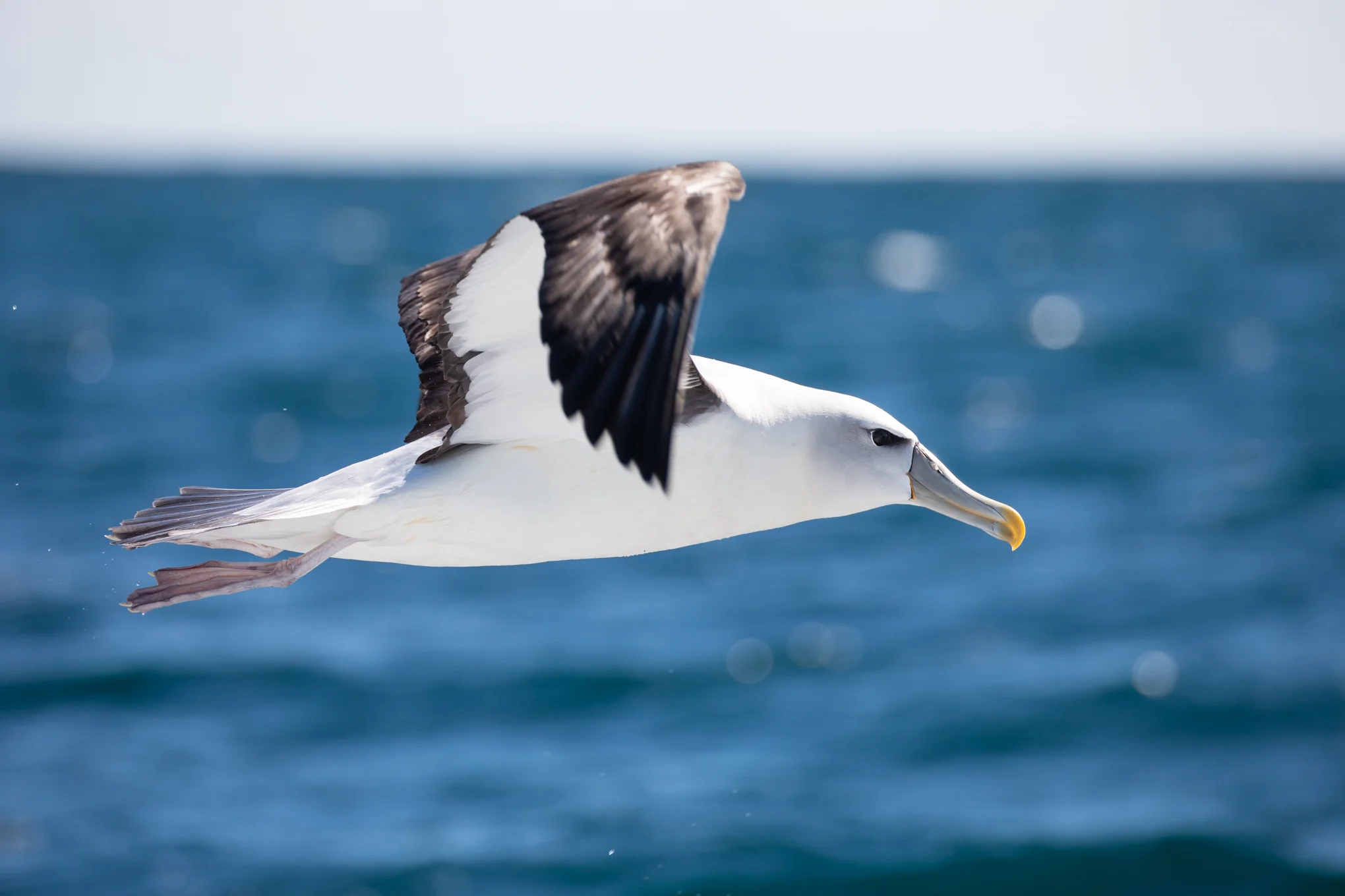 White-Capped Albatross, Moeraki