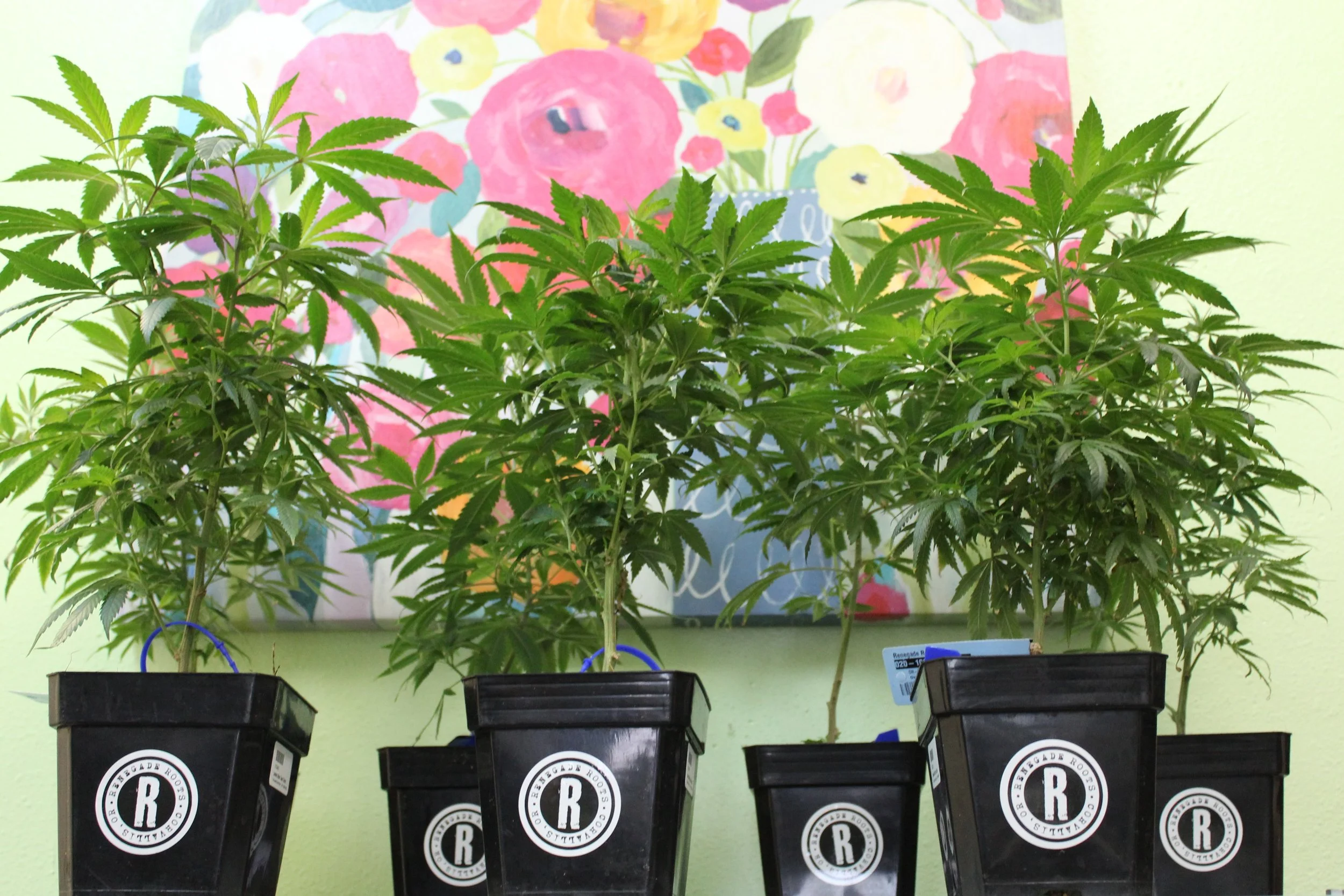 Lemon Alien clones in the front row, Green Moon Cheese clones in the back.