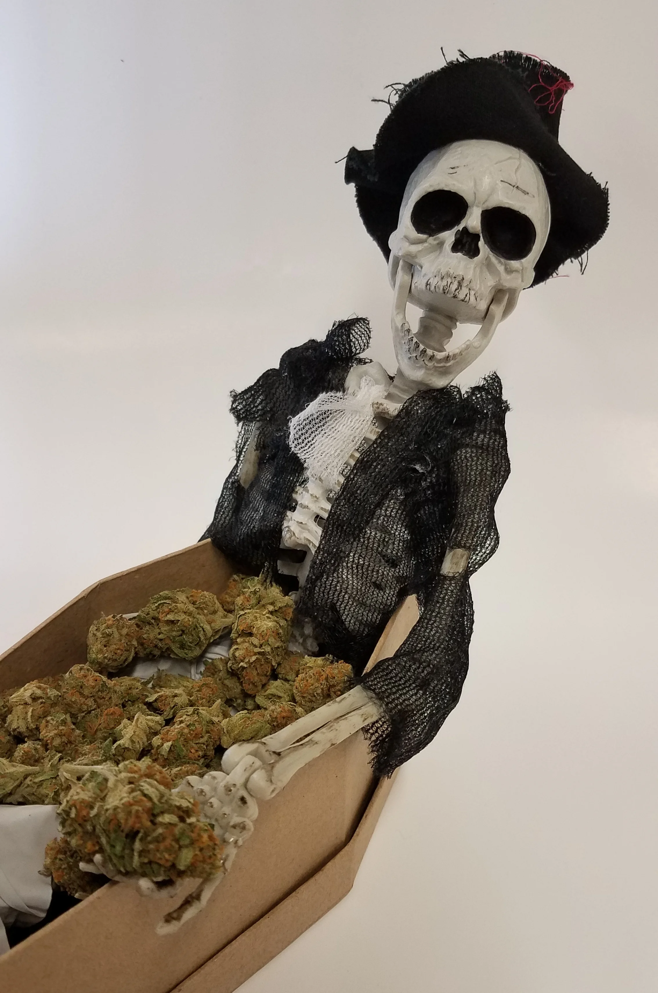 Green Cush grown by Frontier Farms