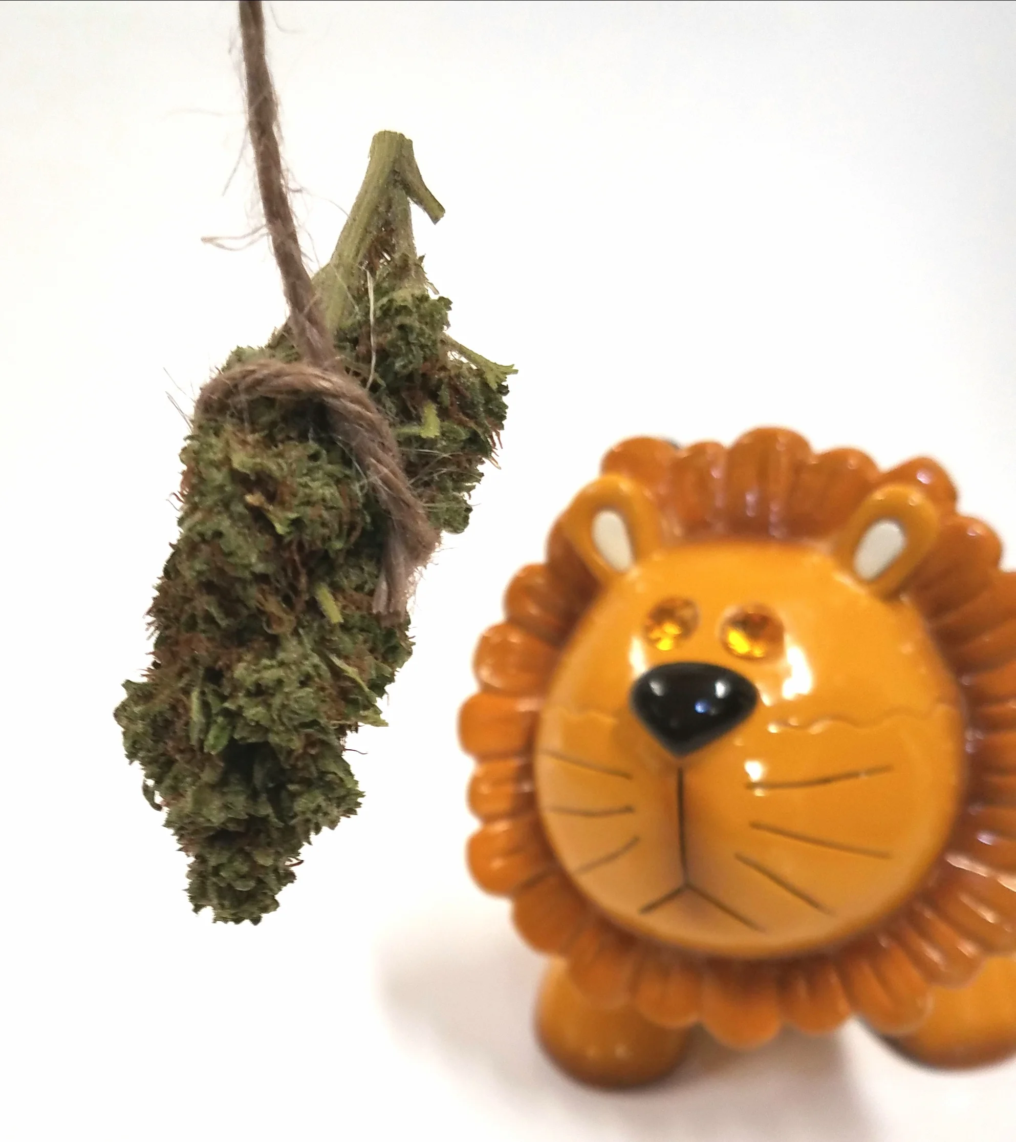 Blue GSC grown by Cafe Verde