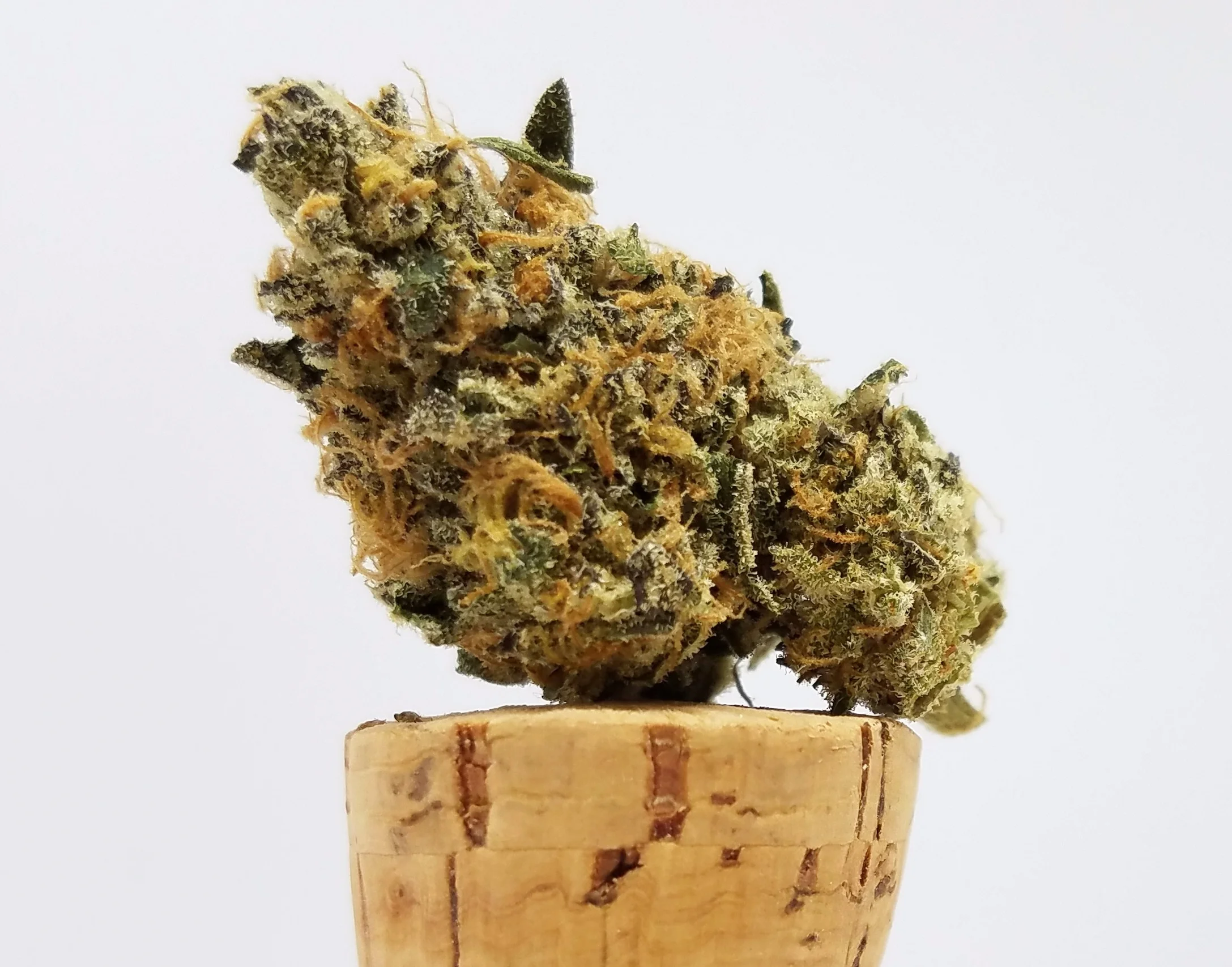 Mendo Breath grown by Higher Minds Horticulture