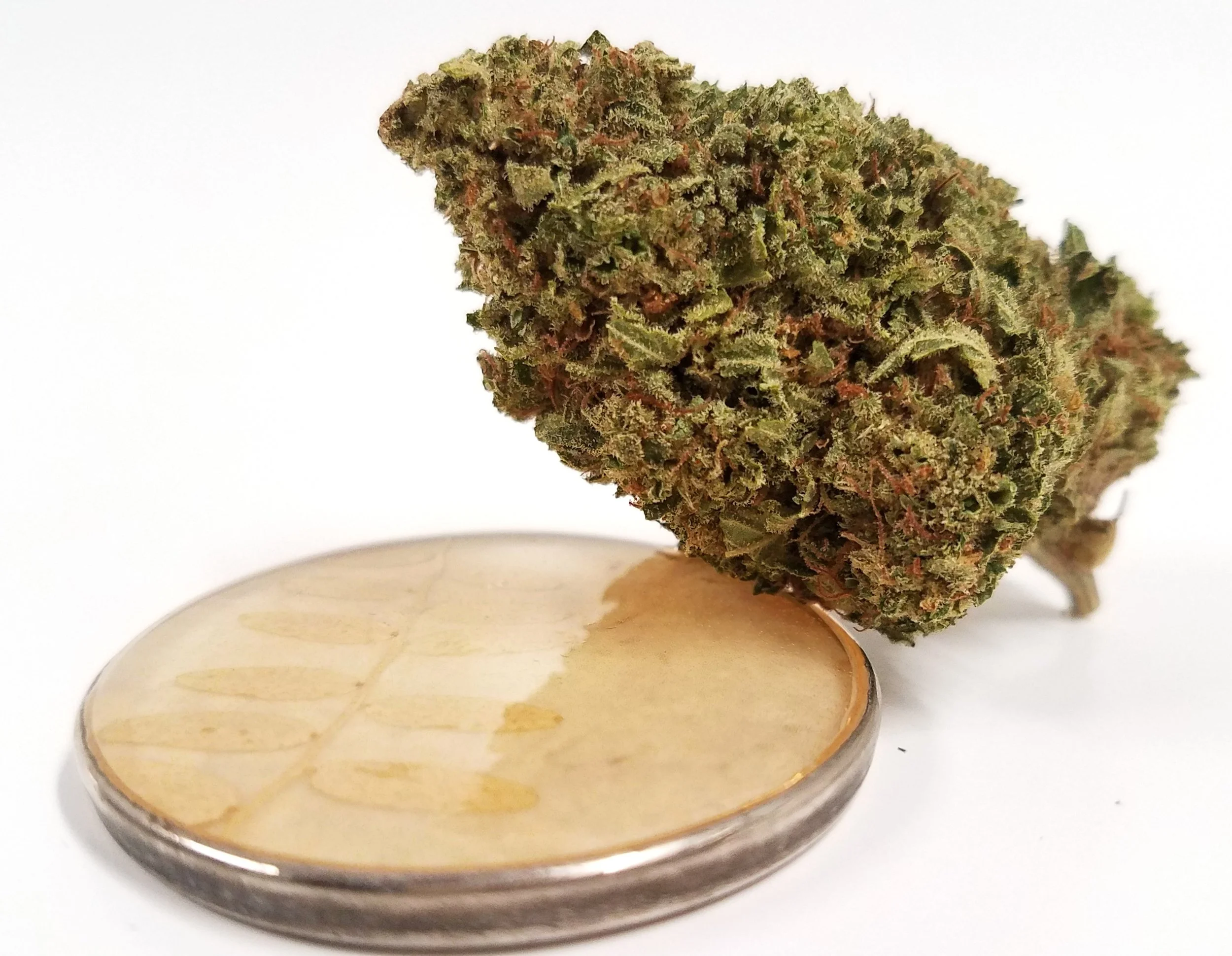 Sour Banana Sherb. grown by Cascade Valley Cannabis
