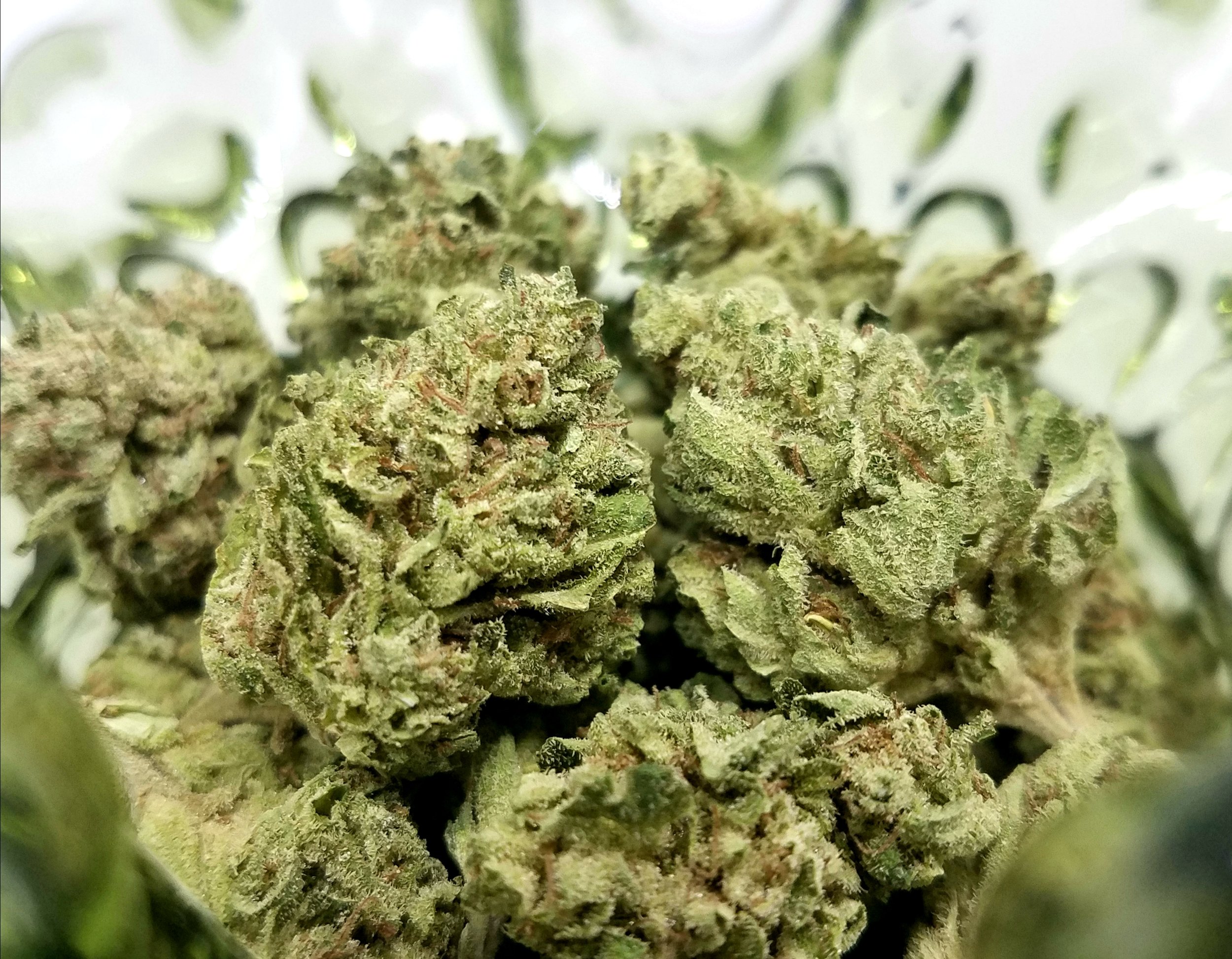OG Kush