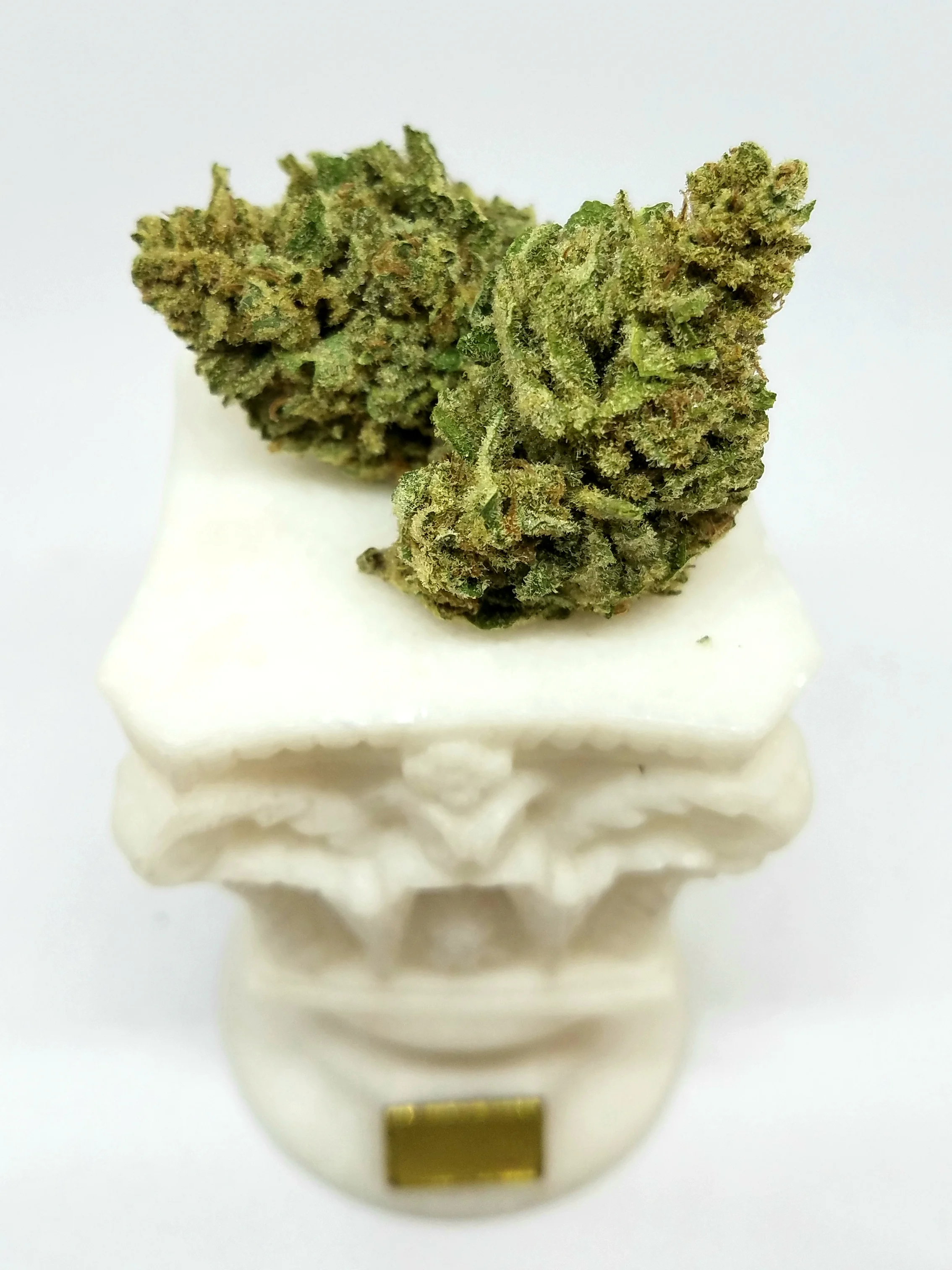 Green Ribbon grown by Cannassentials
