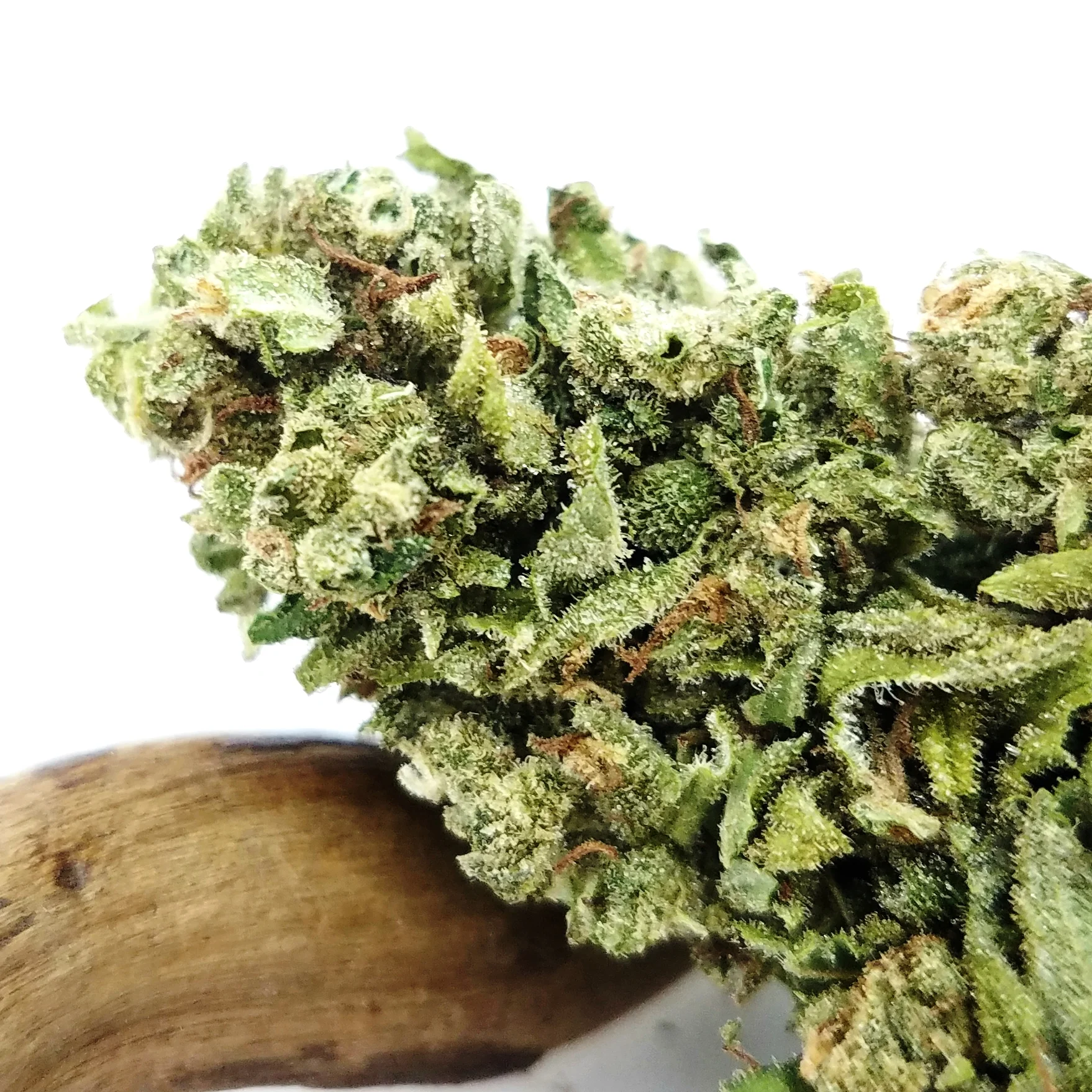 J1 grown by Cascade Valley Cannabis