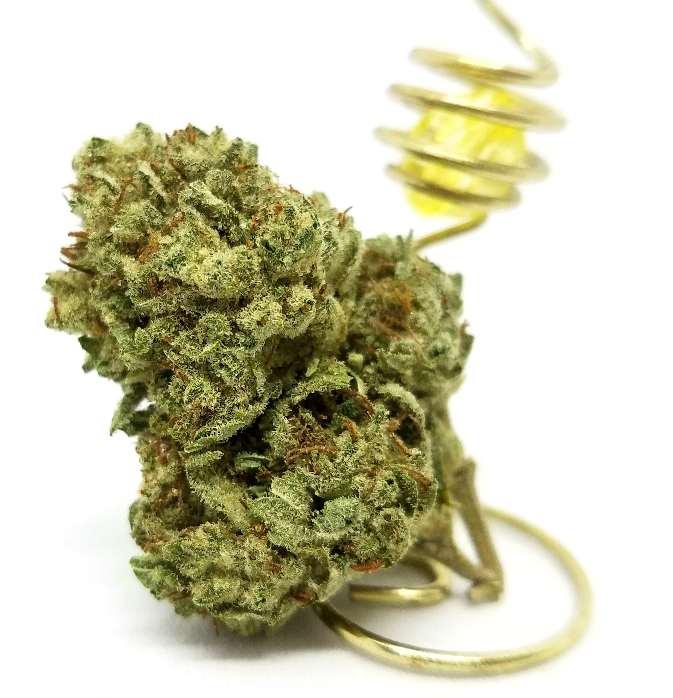 Lemon OG grown by Dicot Farms