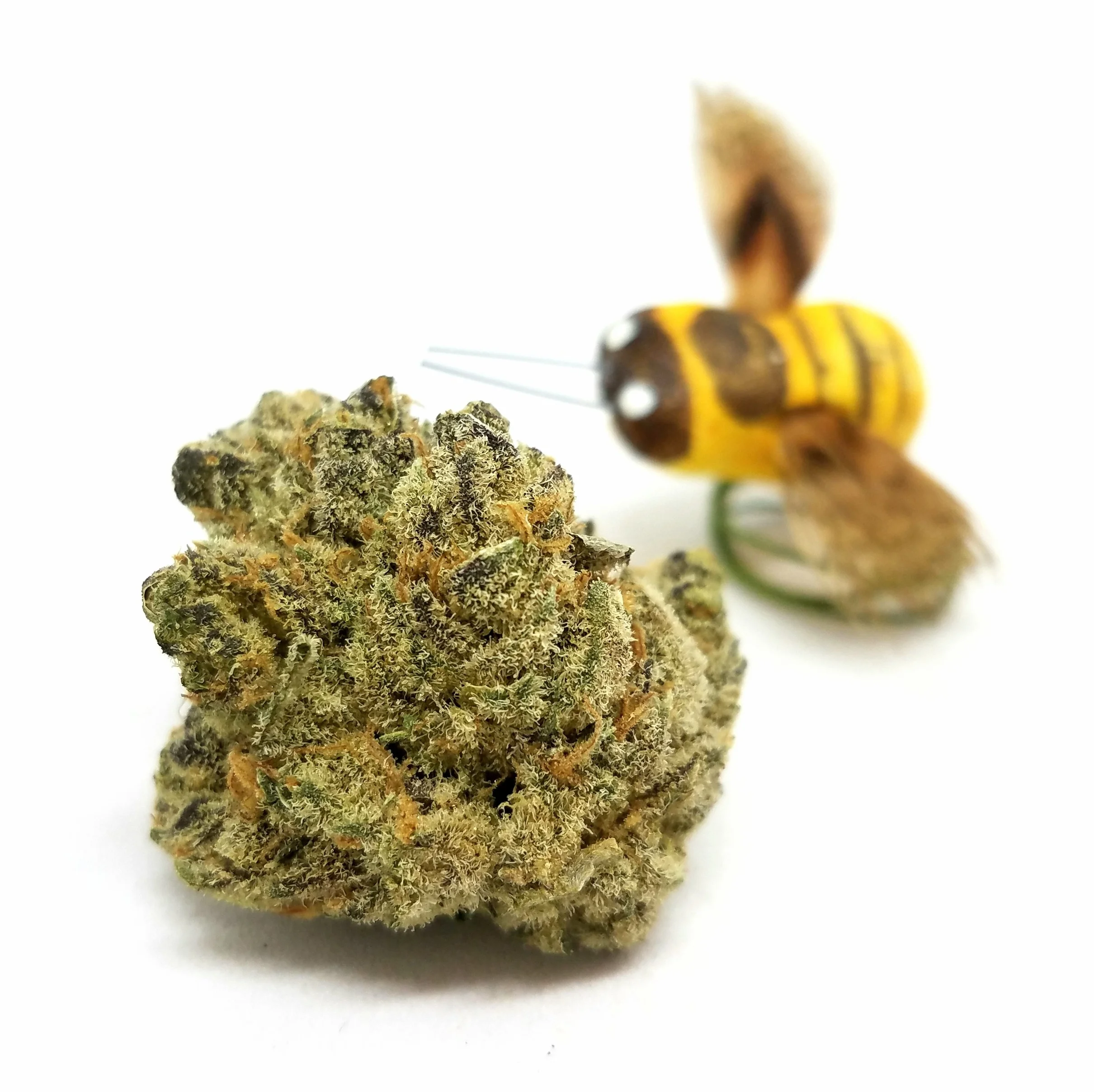 Cherry Vanilla Cookies grown by Higher Minds Horticulture