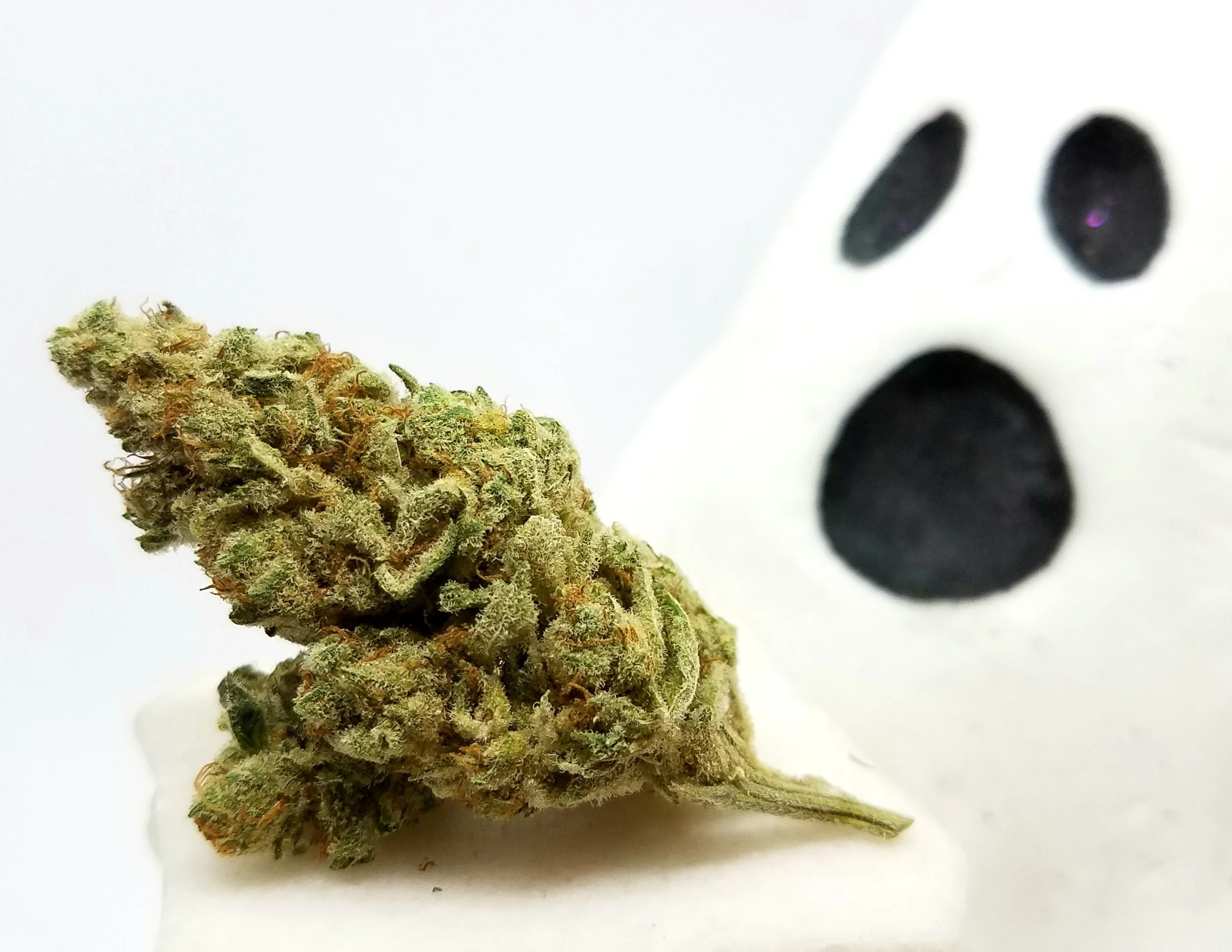 Slymer grown by Renegade Roots