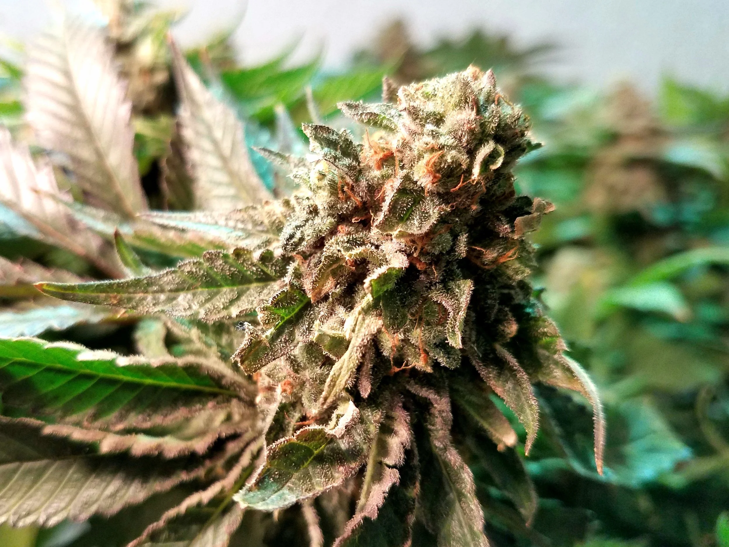 Phantom Kush grown by Renegade Roots