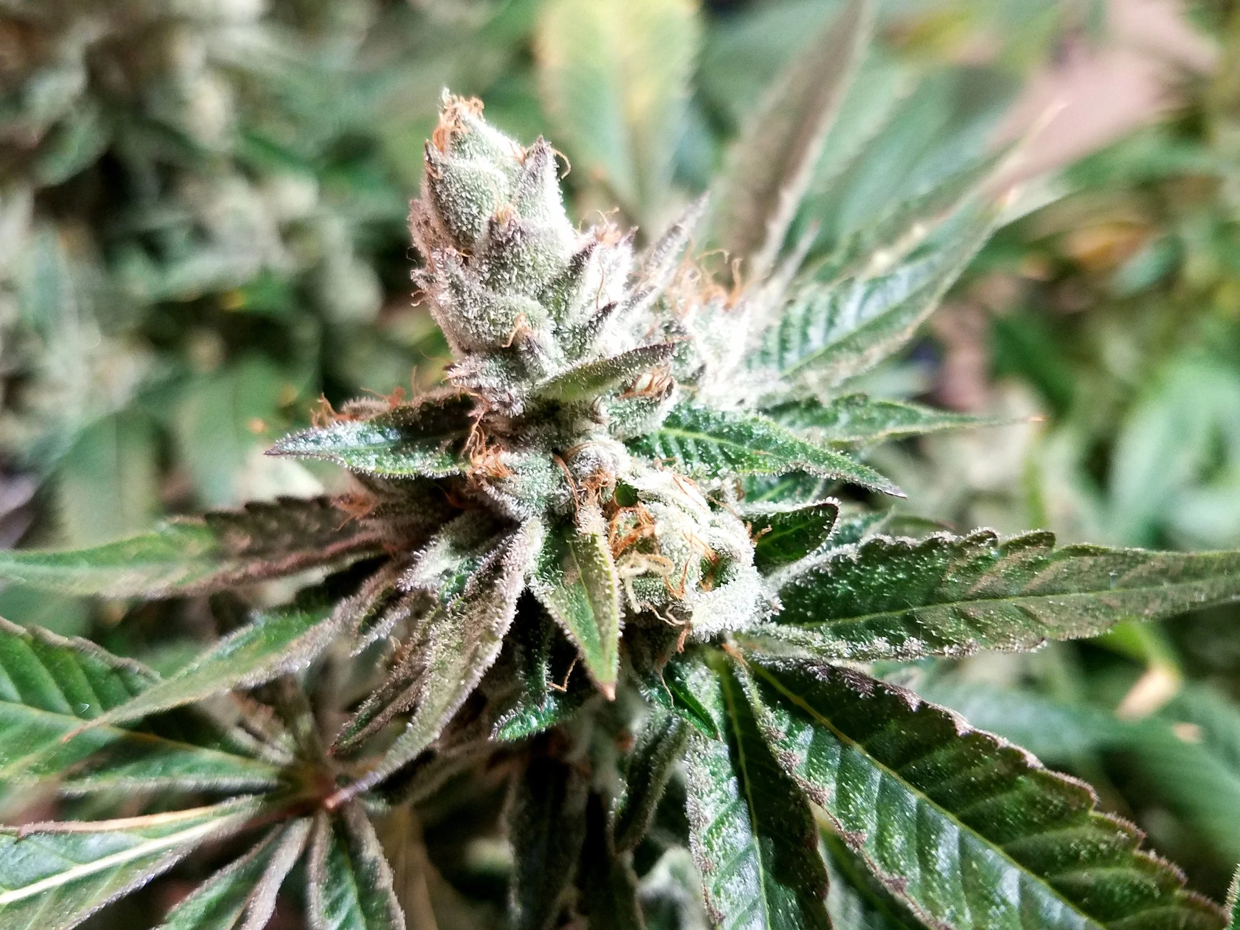 Hell's Fire OG grown by Renegade Roots