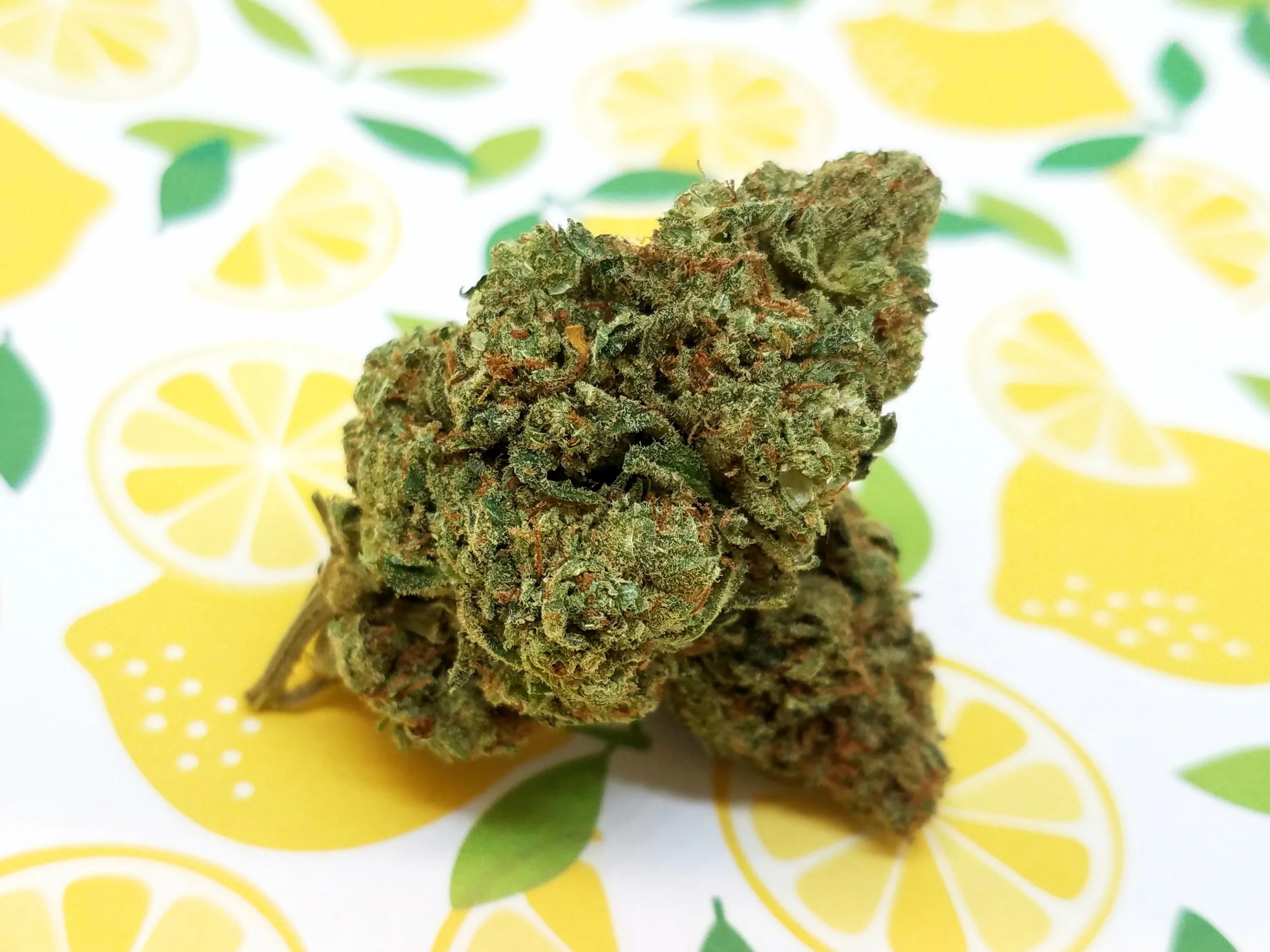 Golden Lemons grown by Renegade Roots