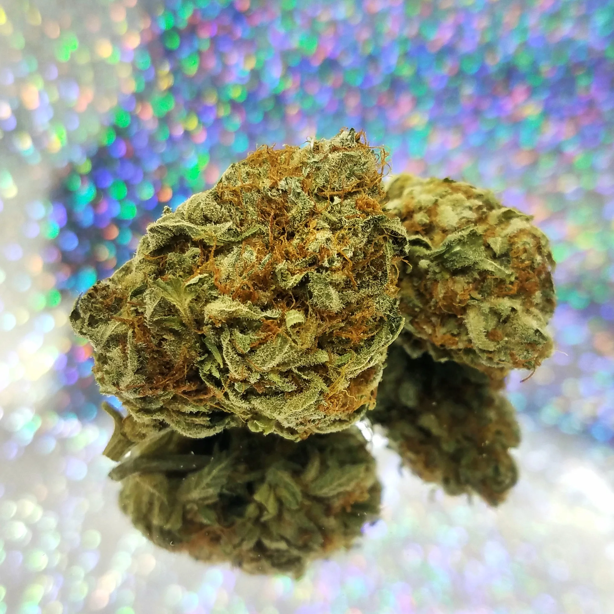 Taffie grown by Renegade Roots
