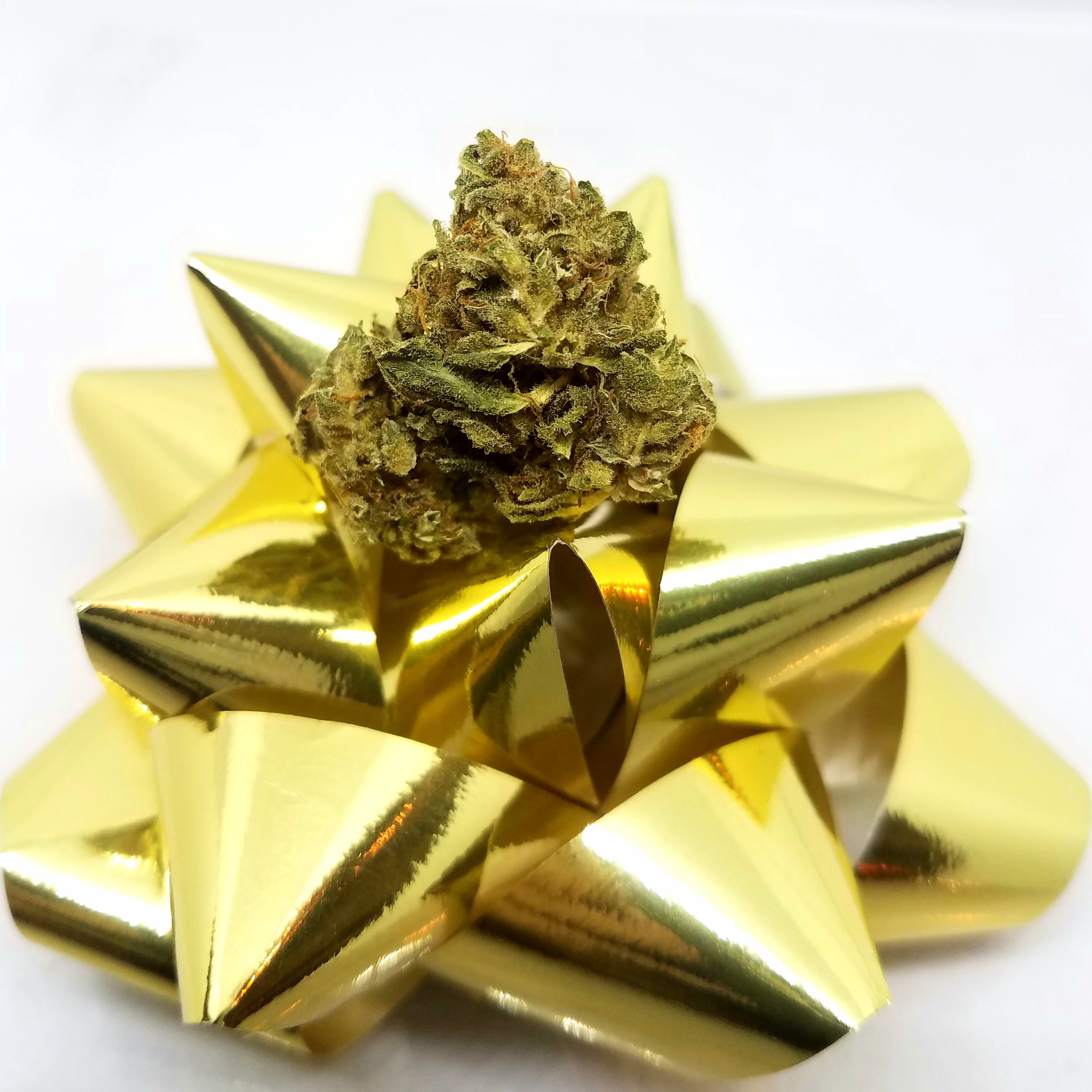 Tutankhamon grown by Renegade Roots