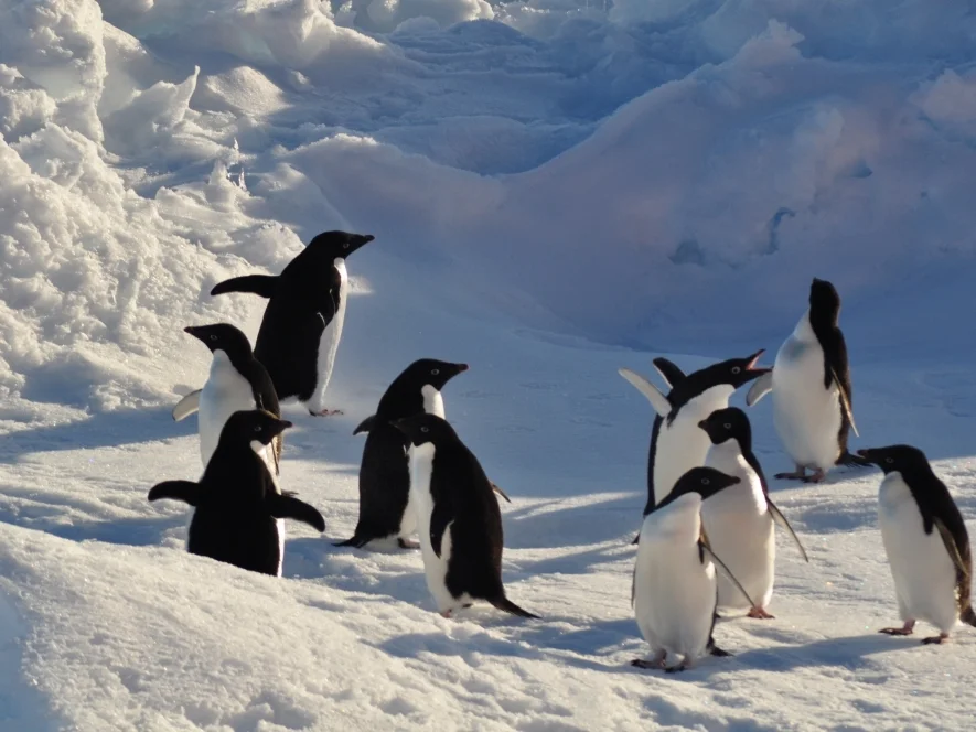 Adelie Penguins (Pygoscelis Adeliae)