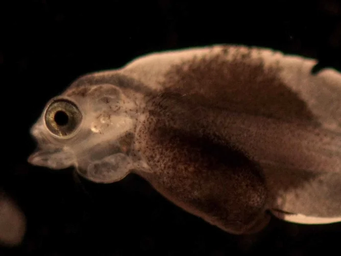 Fish Larva