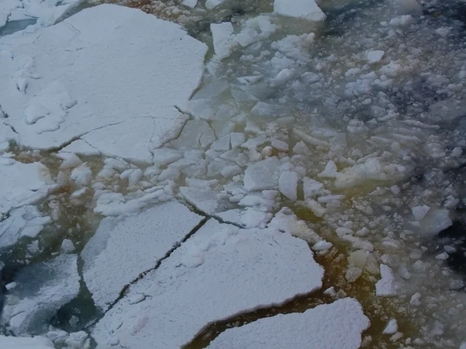 Ice Algae