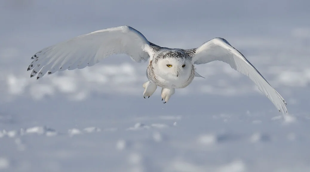 Snowy-Owl.1-1038x576.jpg