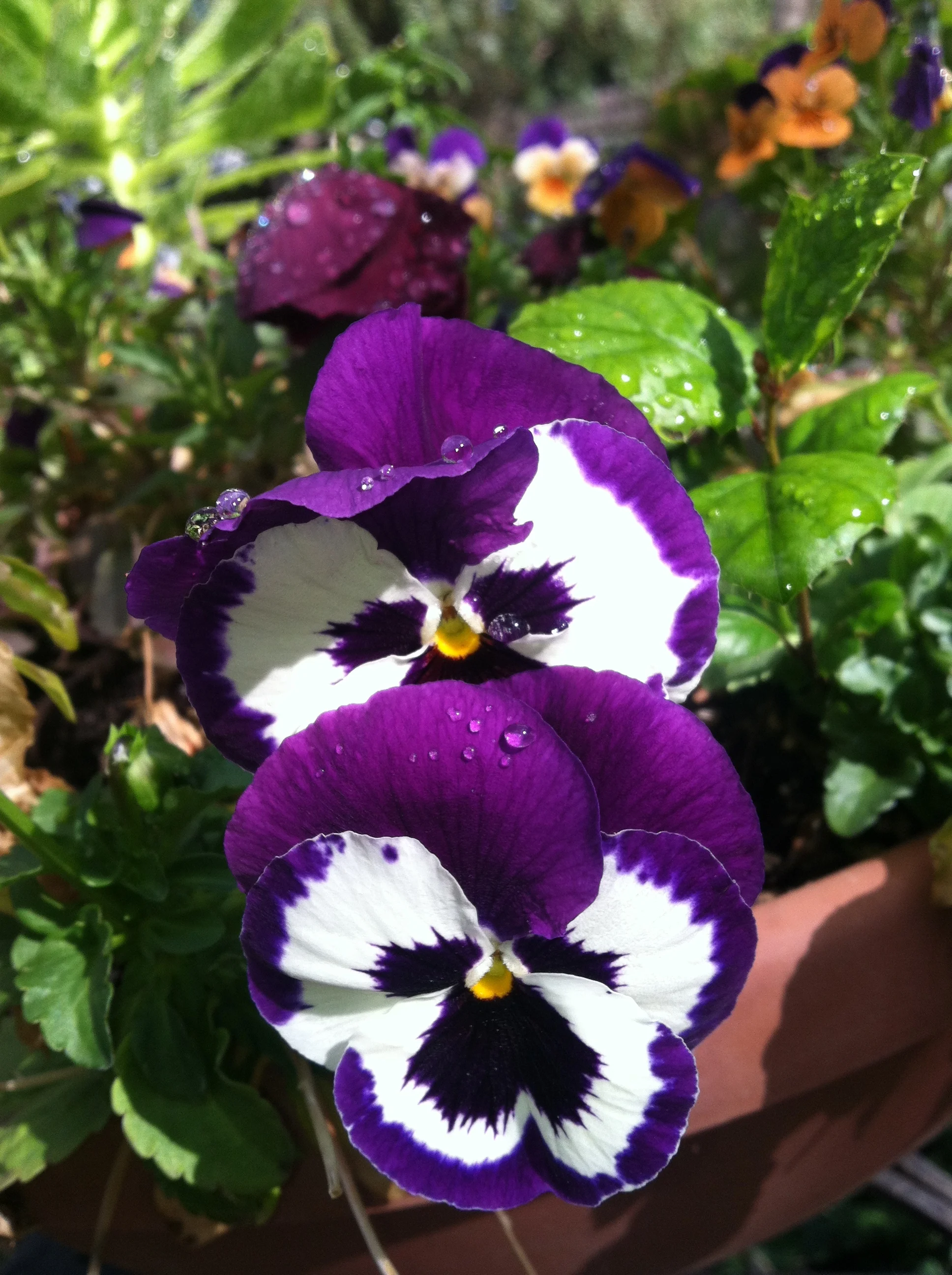 NATURE AS OUR KEY TO WHO WE ARE