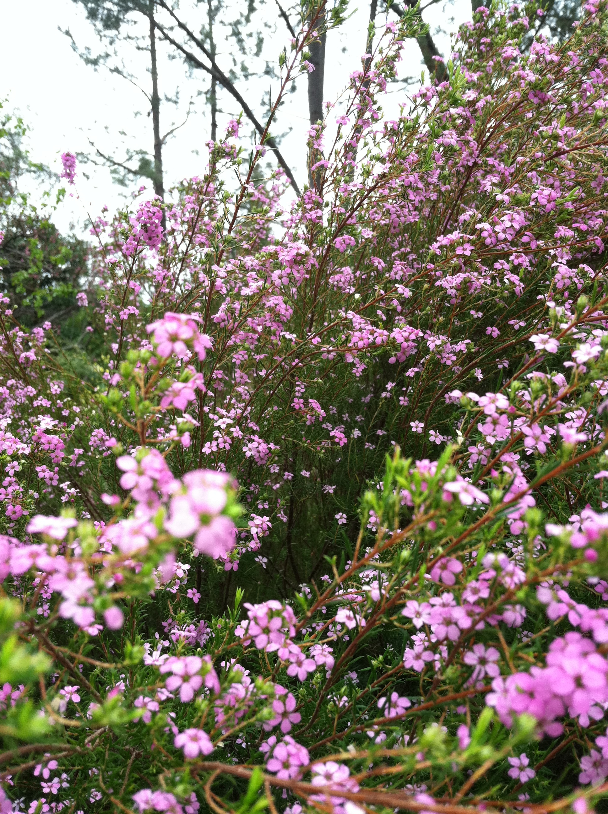 Plant Communication and plant spirit are powerful shows that can help us all unwind who we think we are and return to who we truly are.
