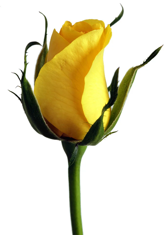 yellow-rose.jpg