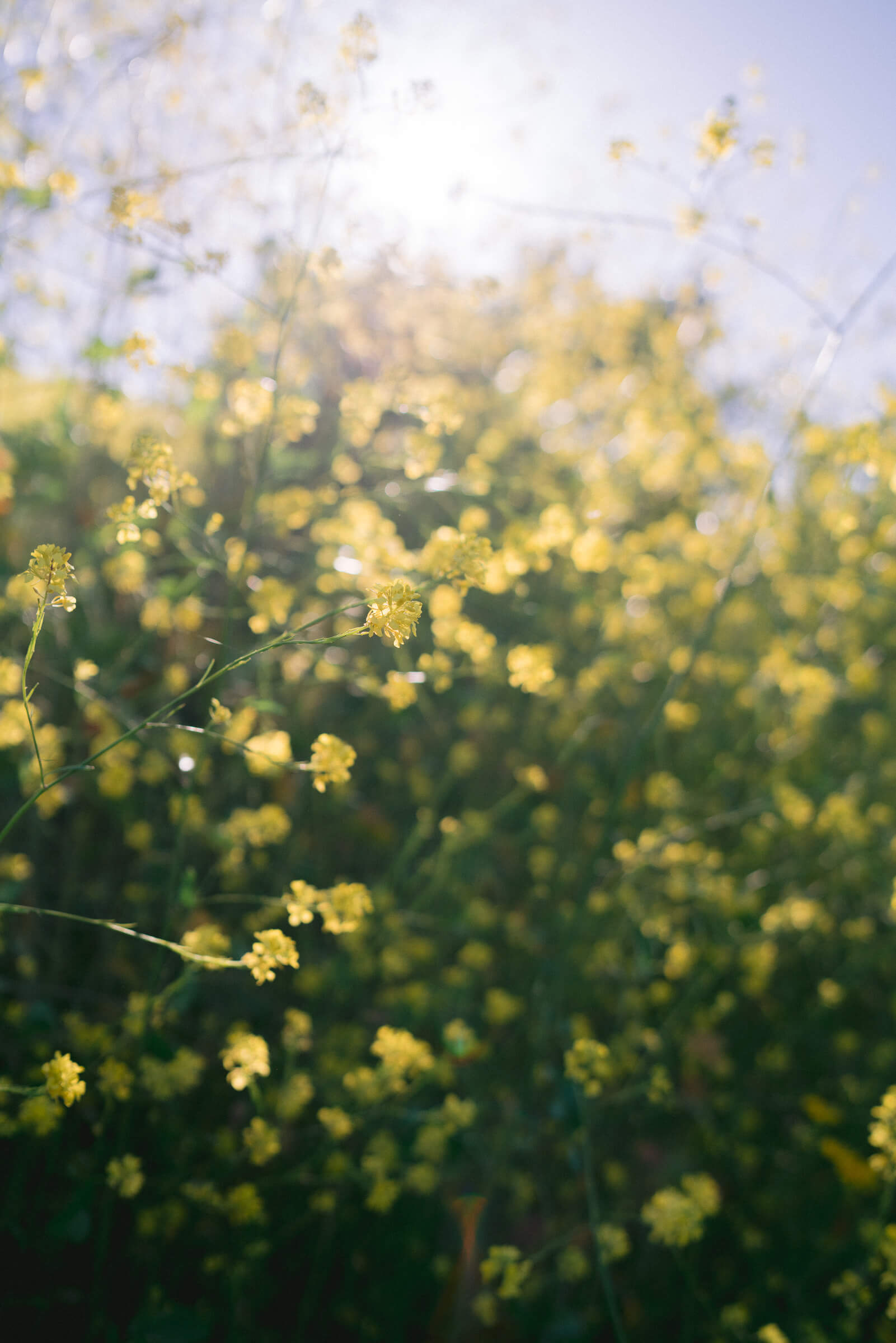 kenneth-hahn-state-recreational-park-family-mini-1.jpg