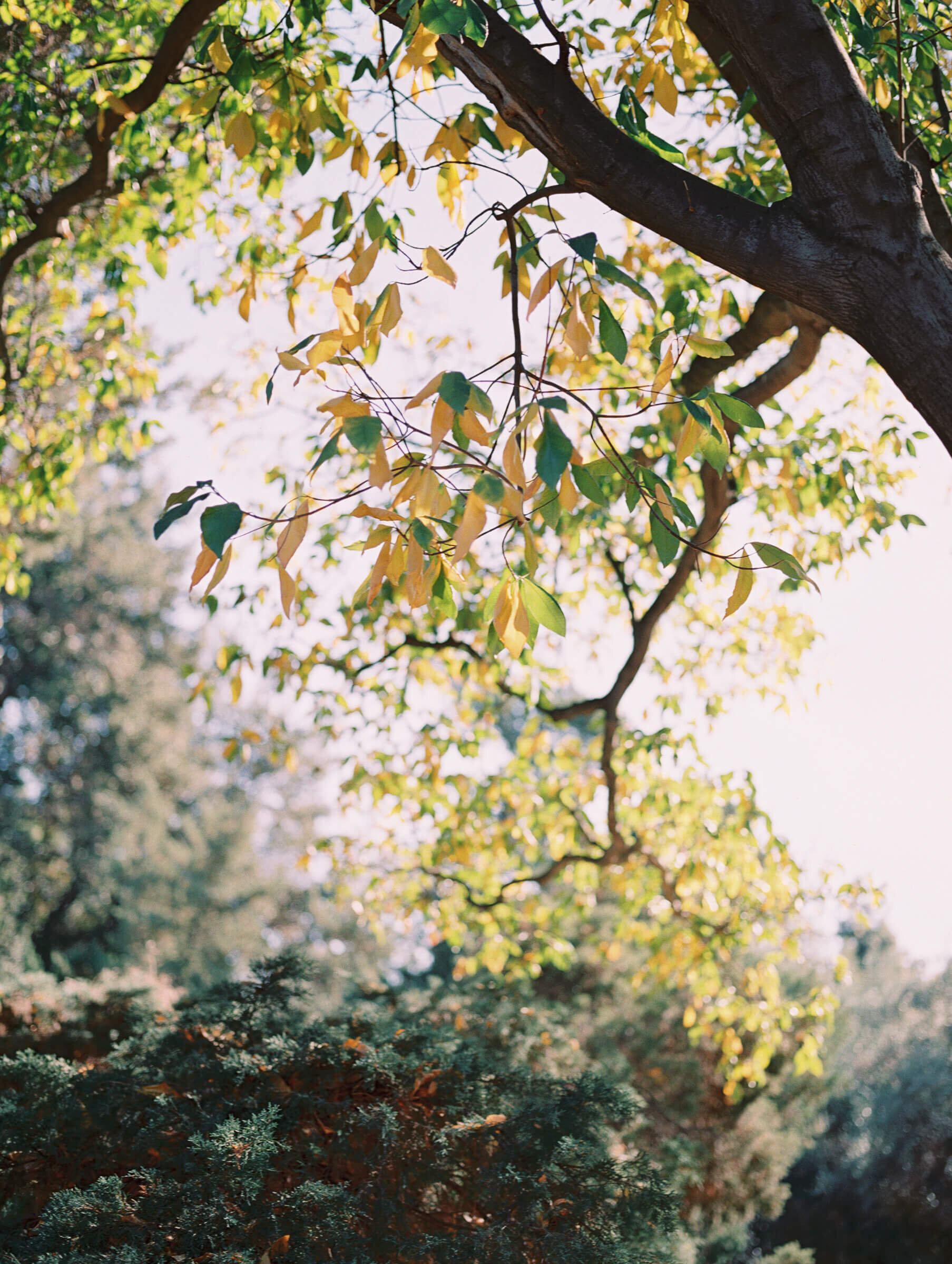 los-angeles-arboretum-engagement-photographer-4.jpg