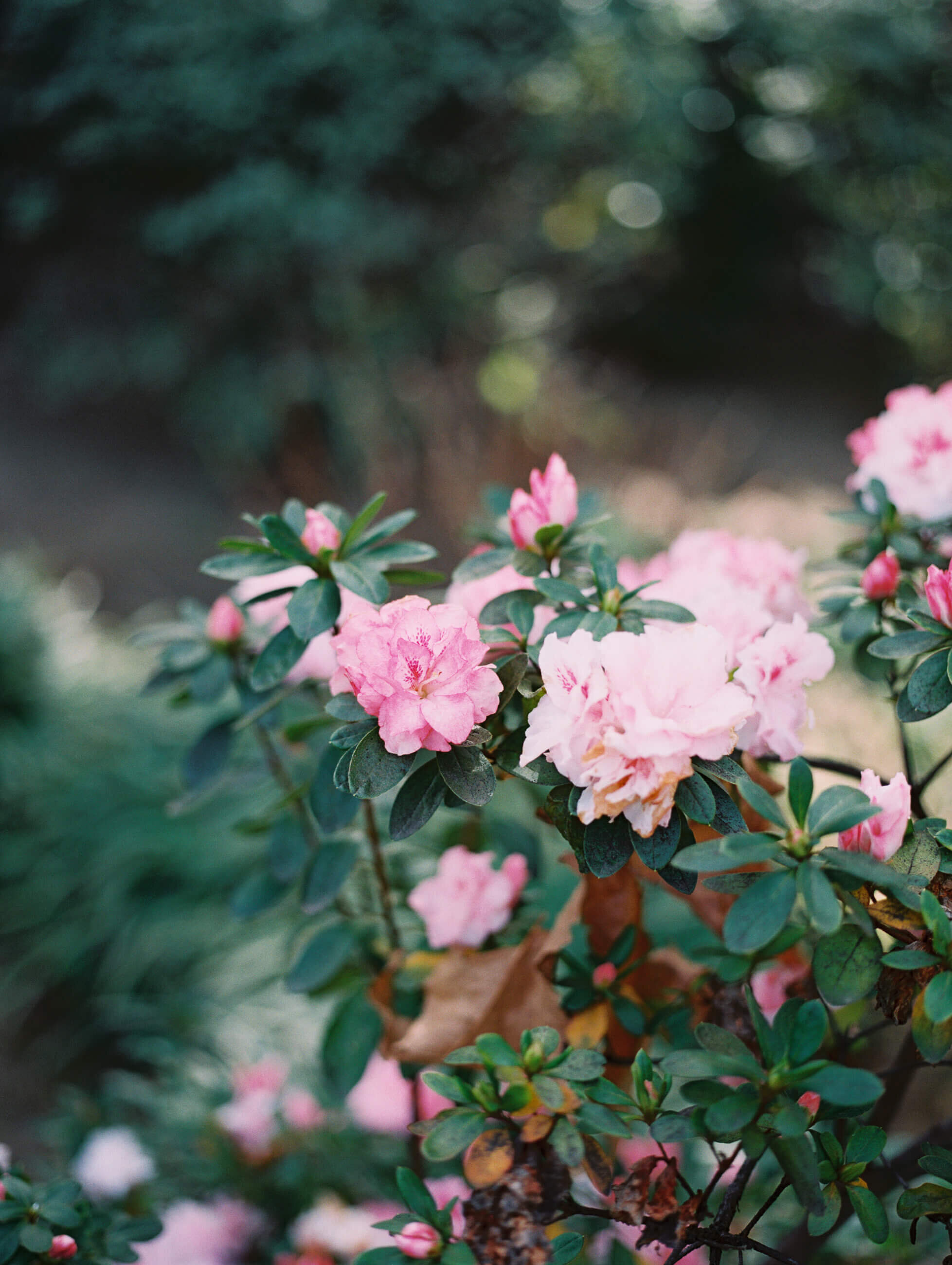 pasadena-intimate-backyard-microwedding-20.jpg