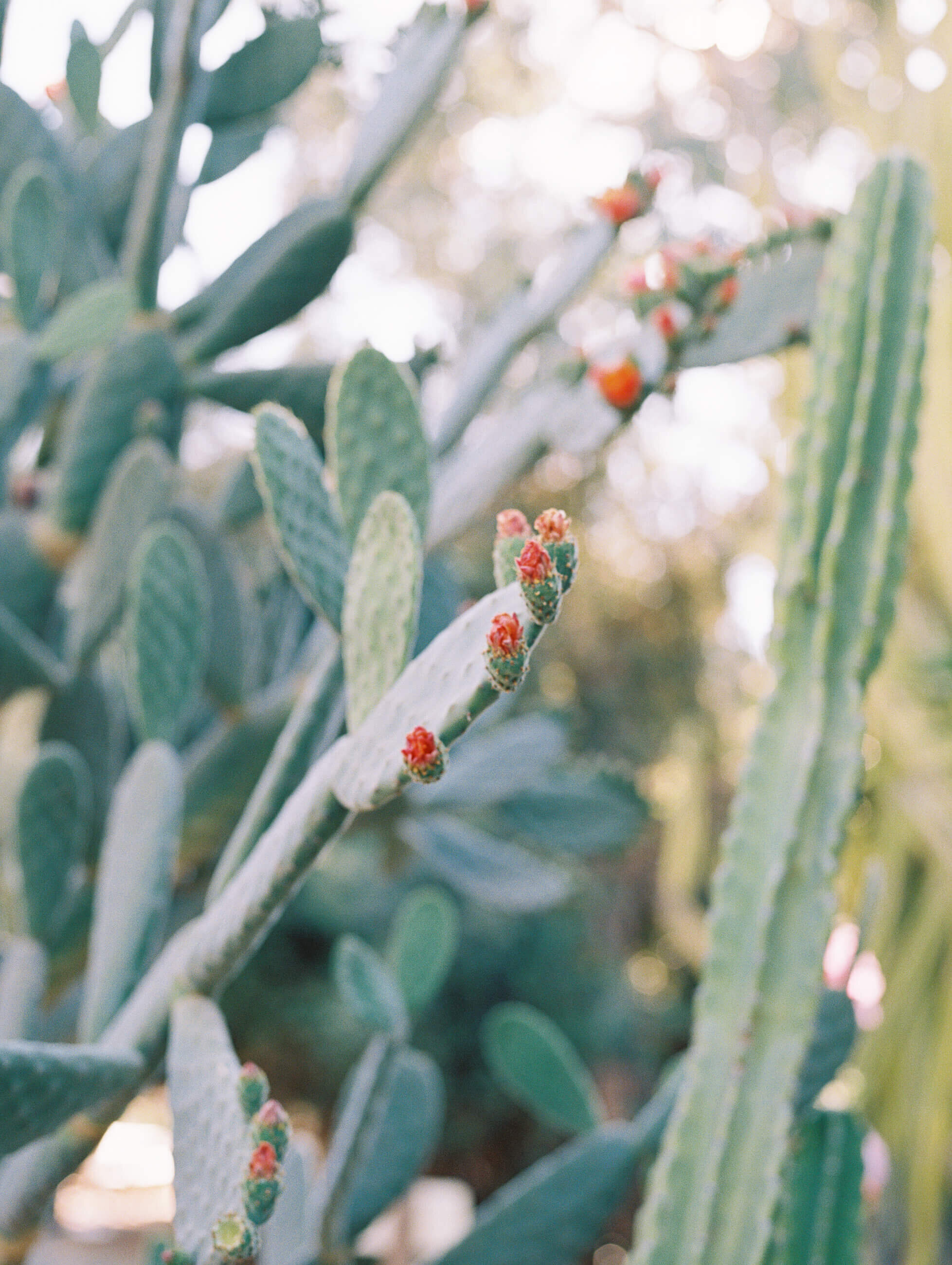 san-juan-capistrano-los-rios-engagement-photos-17.jpg