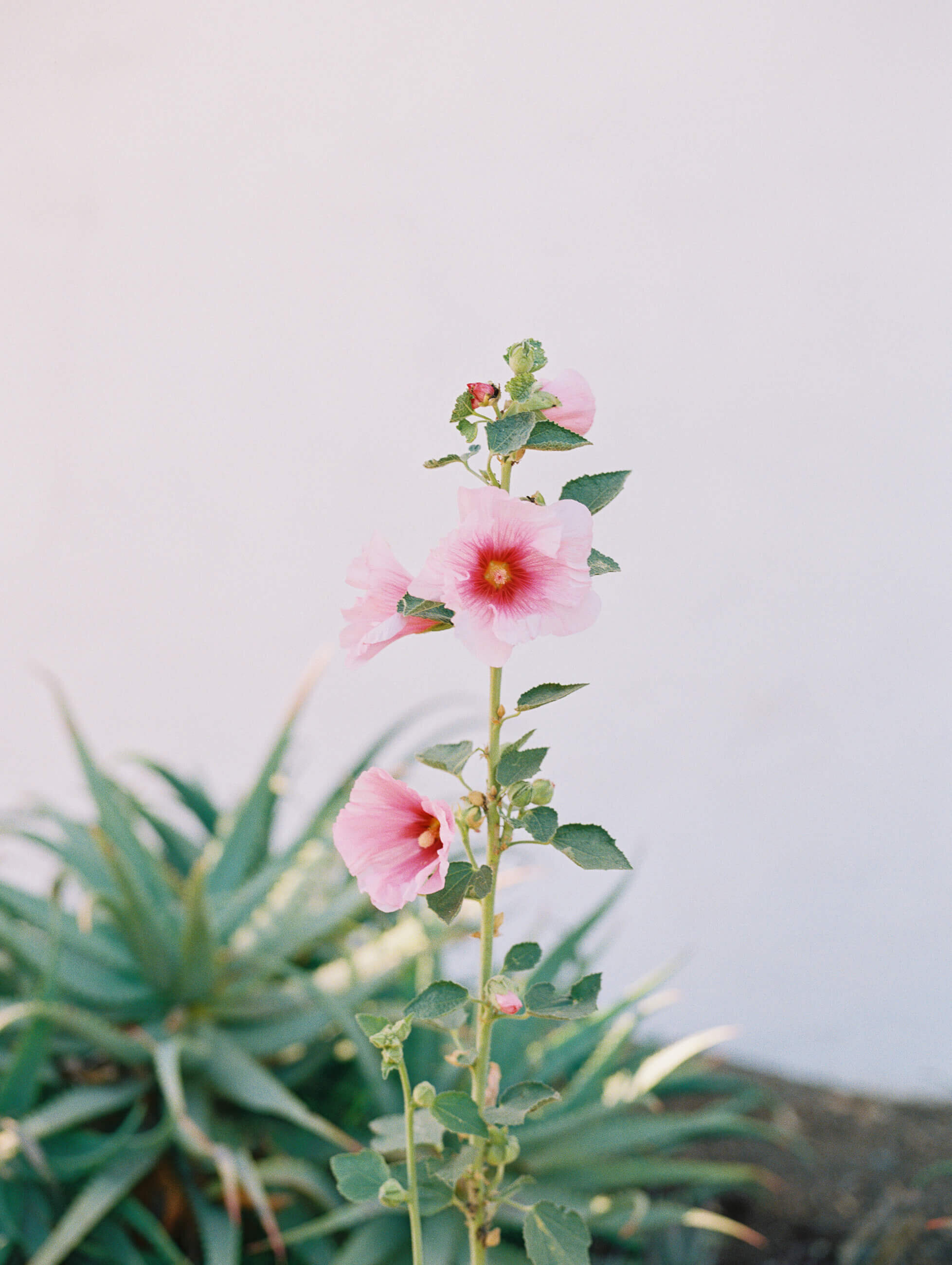 san-juan-capistrano-los-rios-engagement-photos-12.jpg