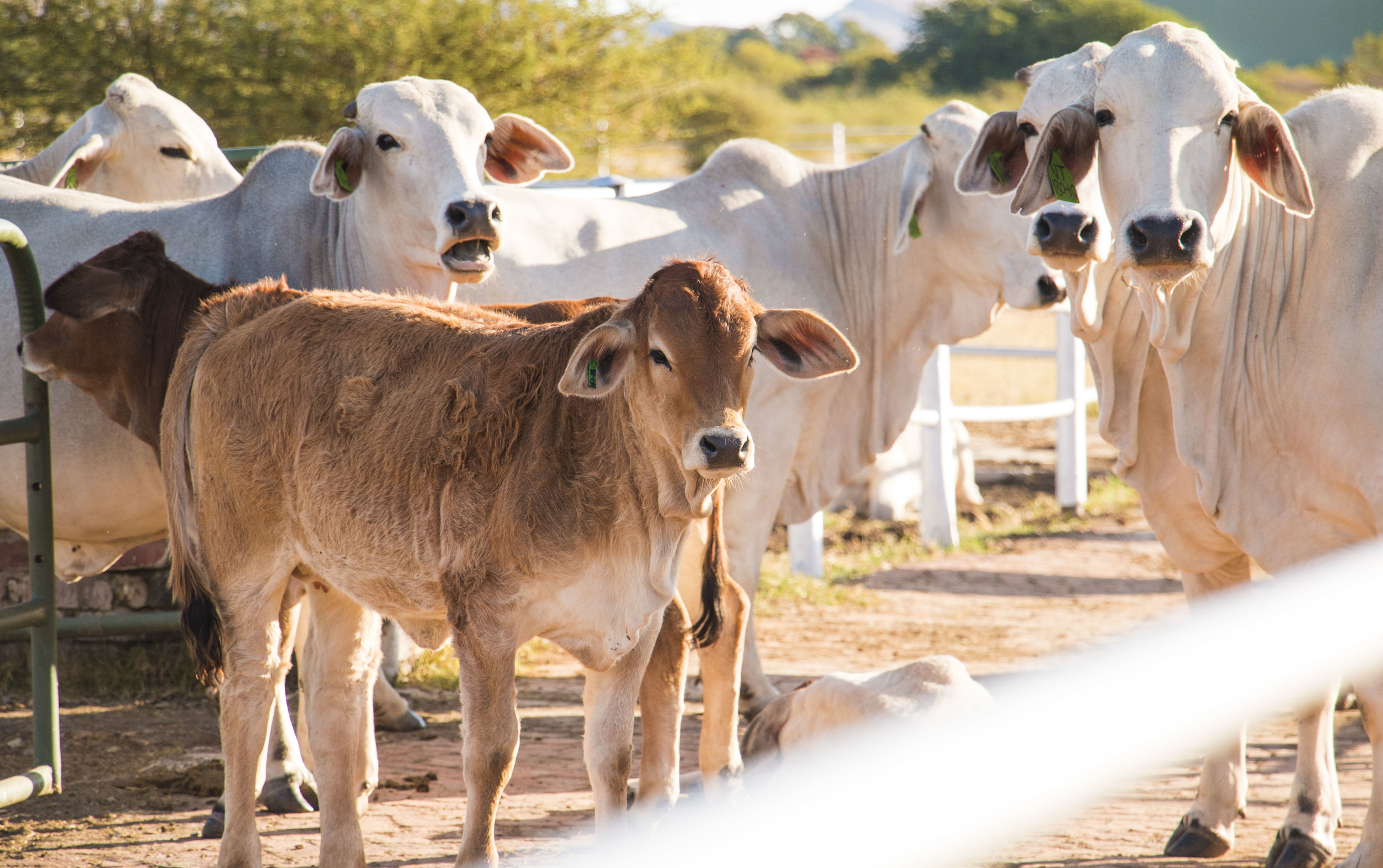The Grass-Fed Shift: 4 Reasons I Purchase Grass-Fed Produce