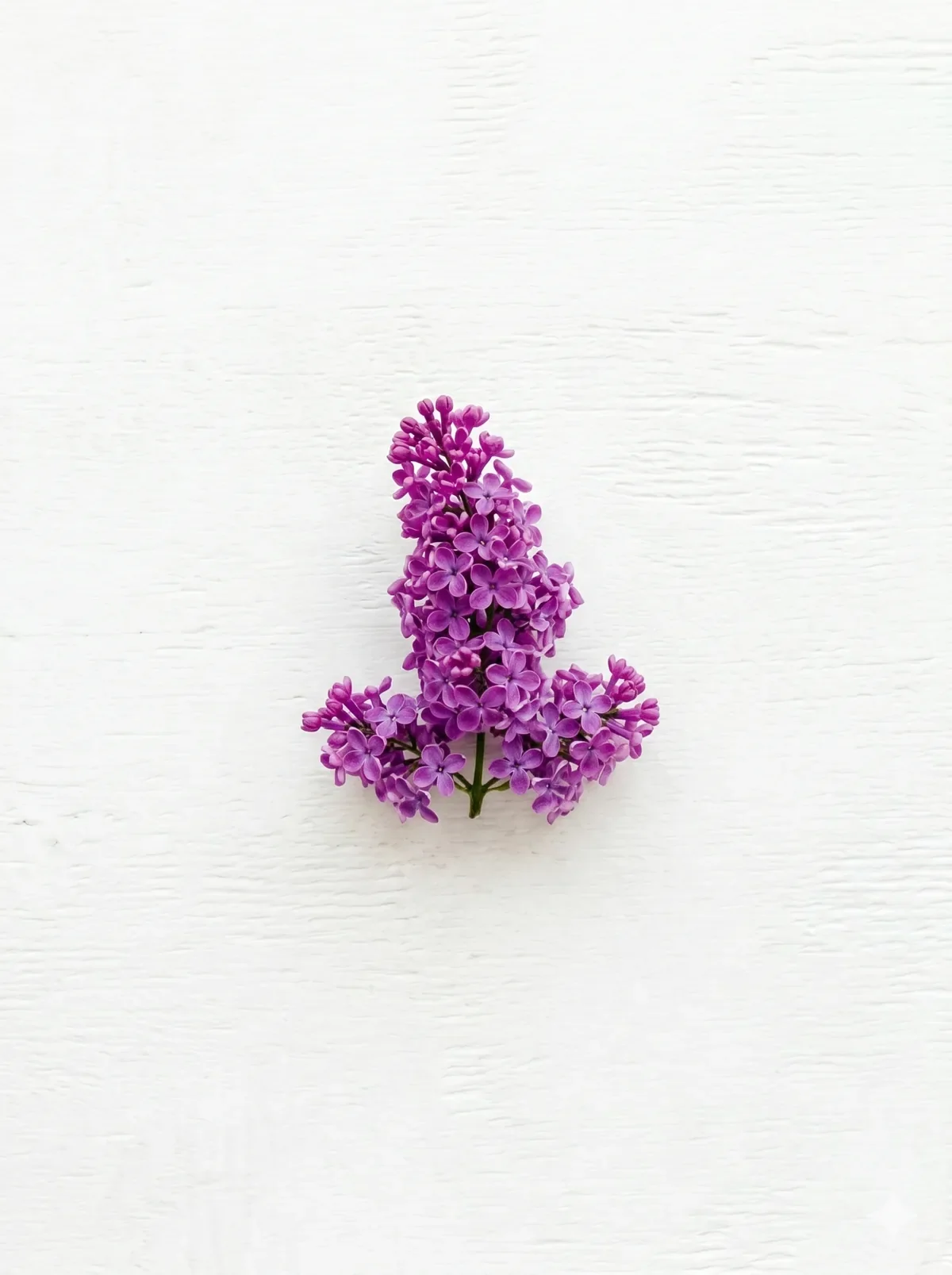 Fresh purple lilac branch against a white textured wall, evoking renewal and new beginnings on a career break