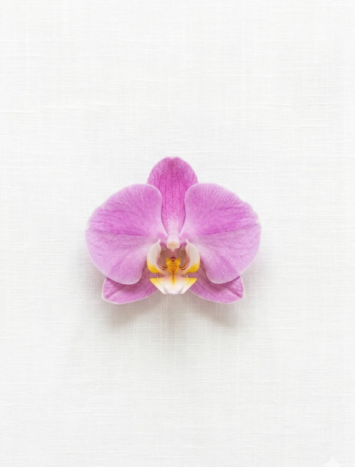 Single pink orchid bloom on a white linen textured background, a delicate detail for career break coaching