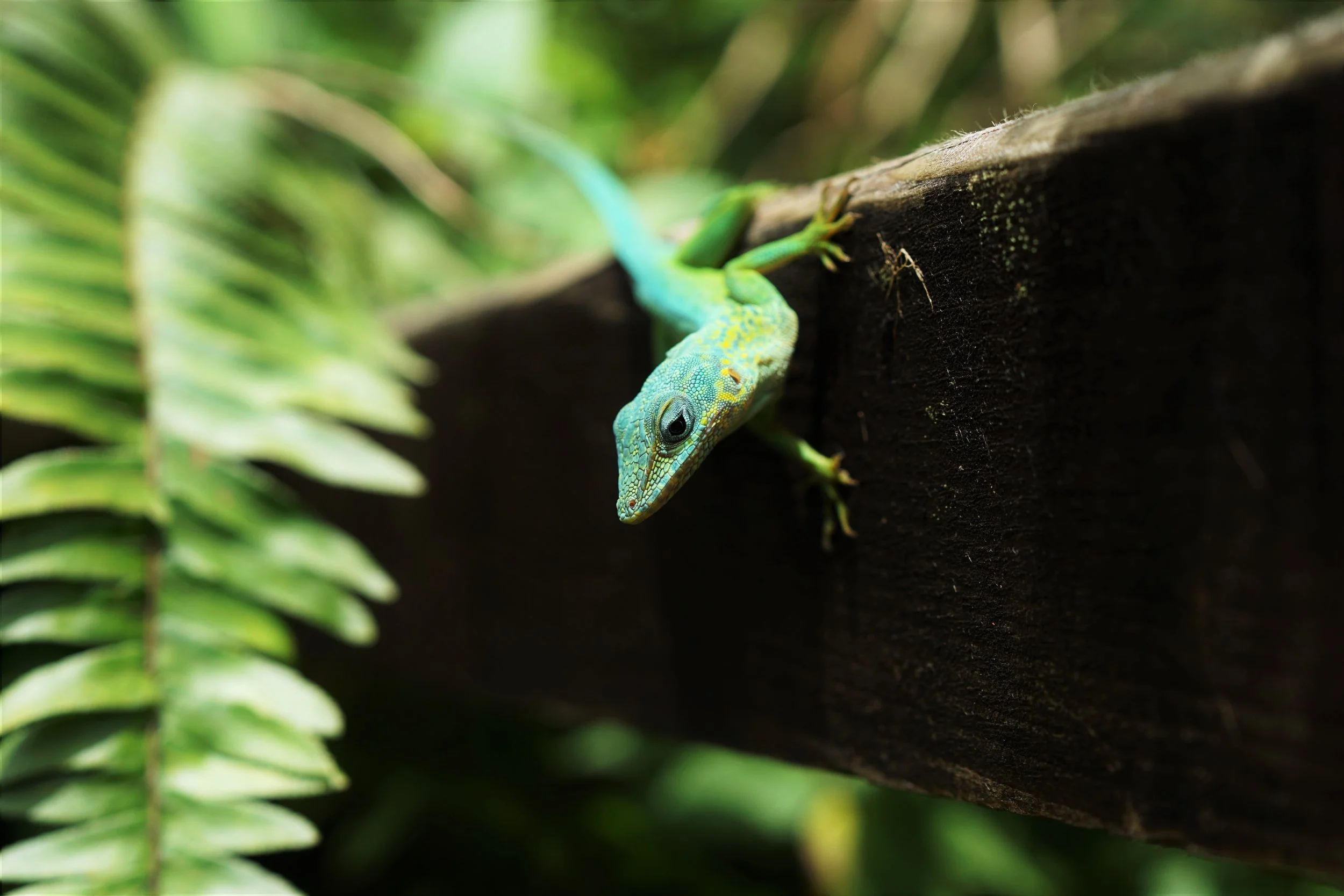 cute lizard Kay 20 pause.jpg
