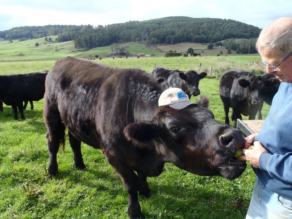cow in hat.jpeg