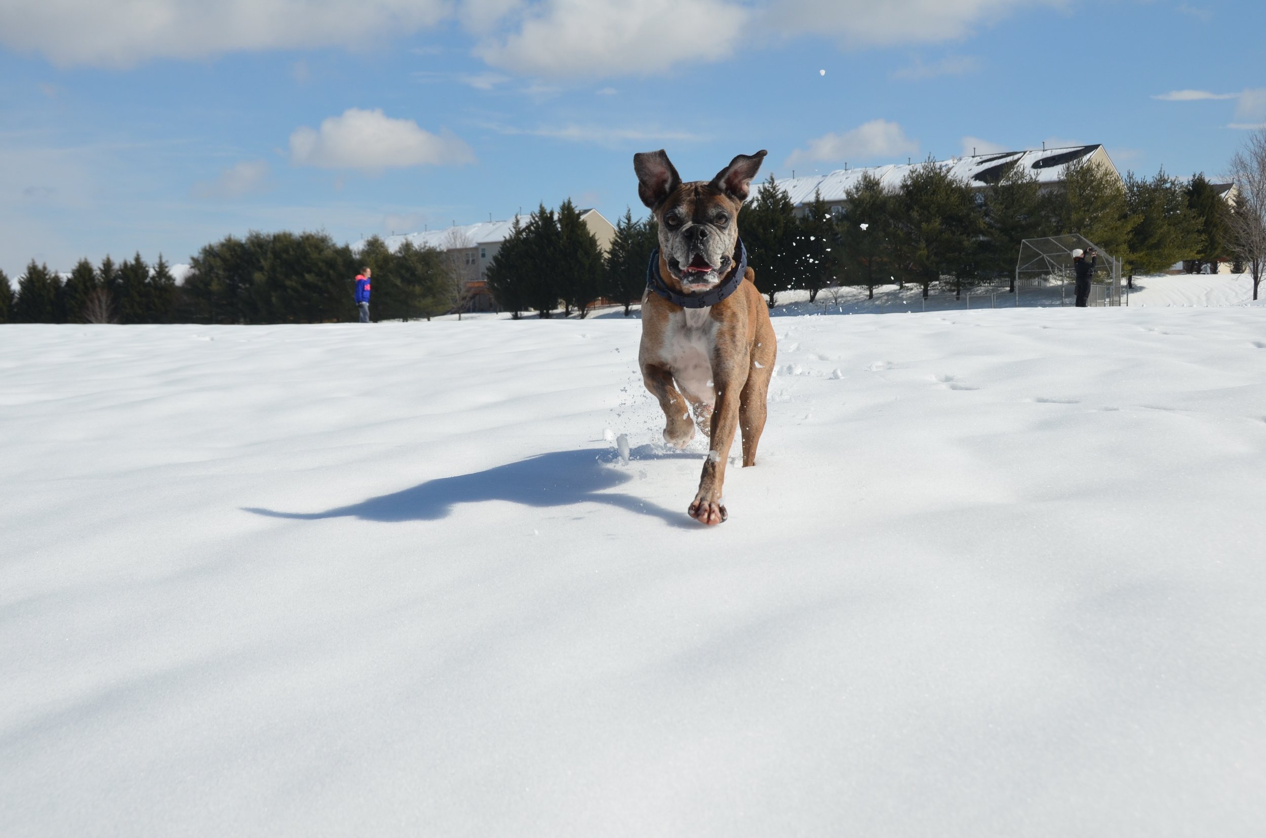 Copy of Stewie Jumping in the Snow.jpg