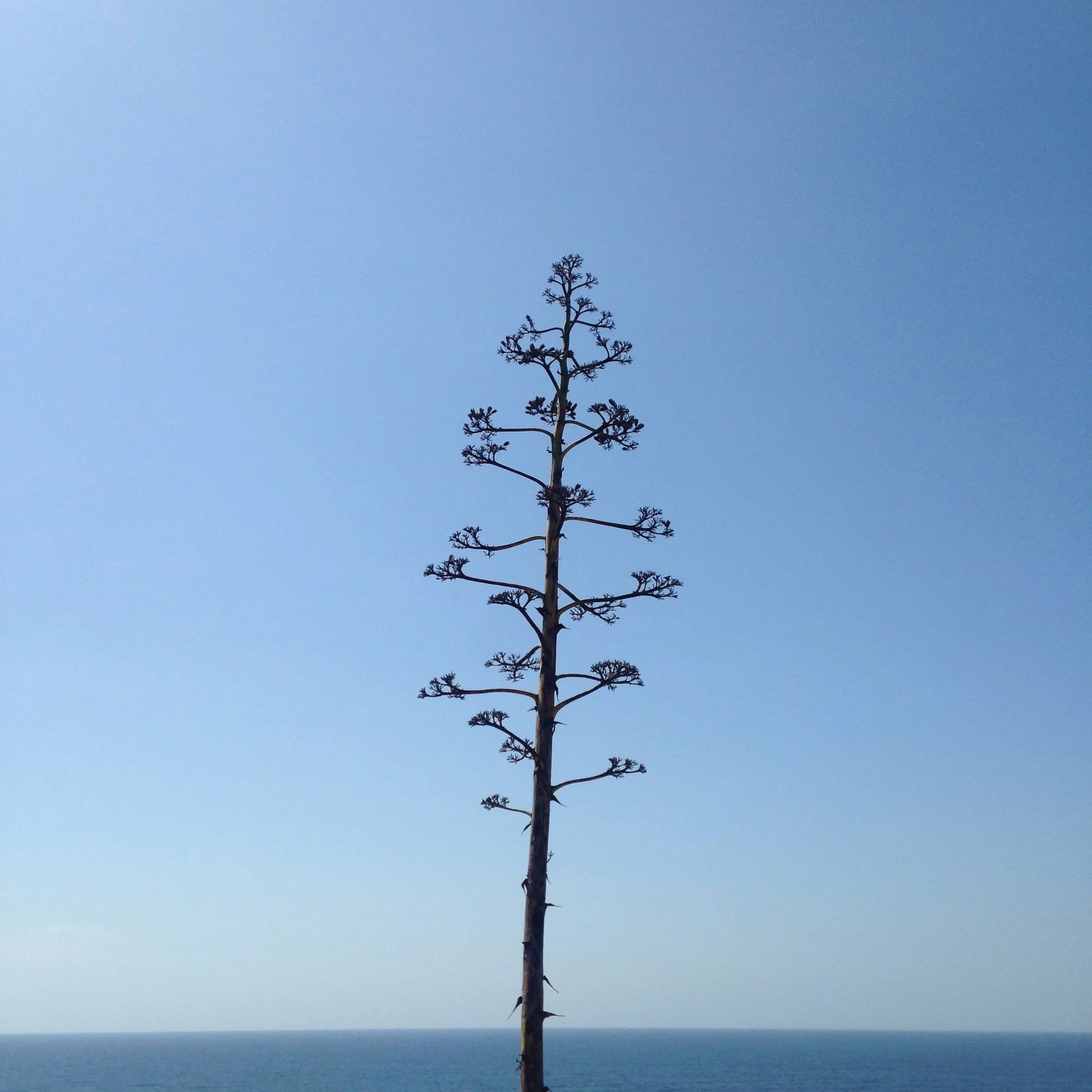 Tall flowering stalk of an agave plant against a clear blue sky and sea horizon.