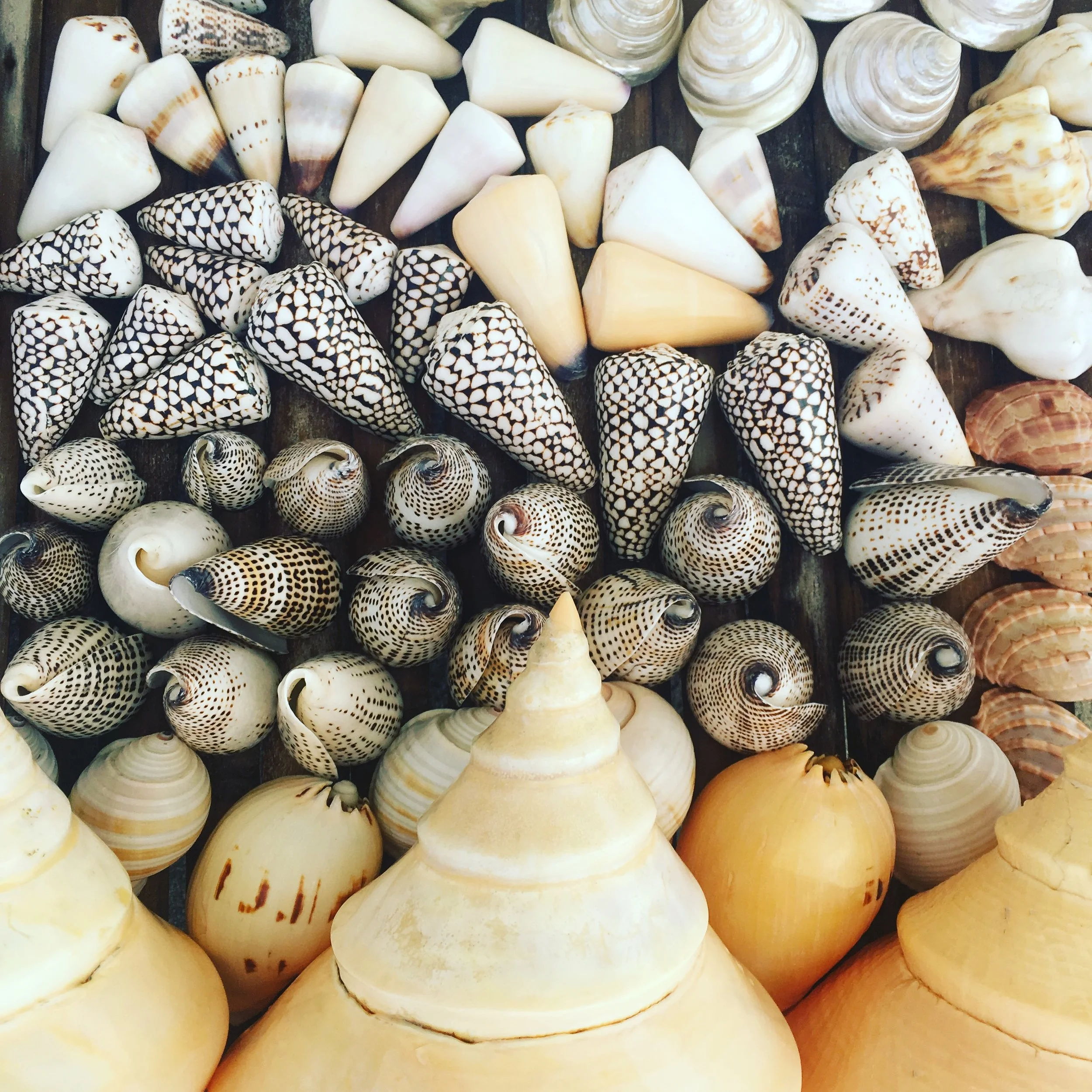 Assorted seashells with various shapes and colors, including spiral and cone patterns, displayed on a flat surface.