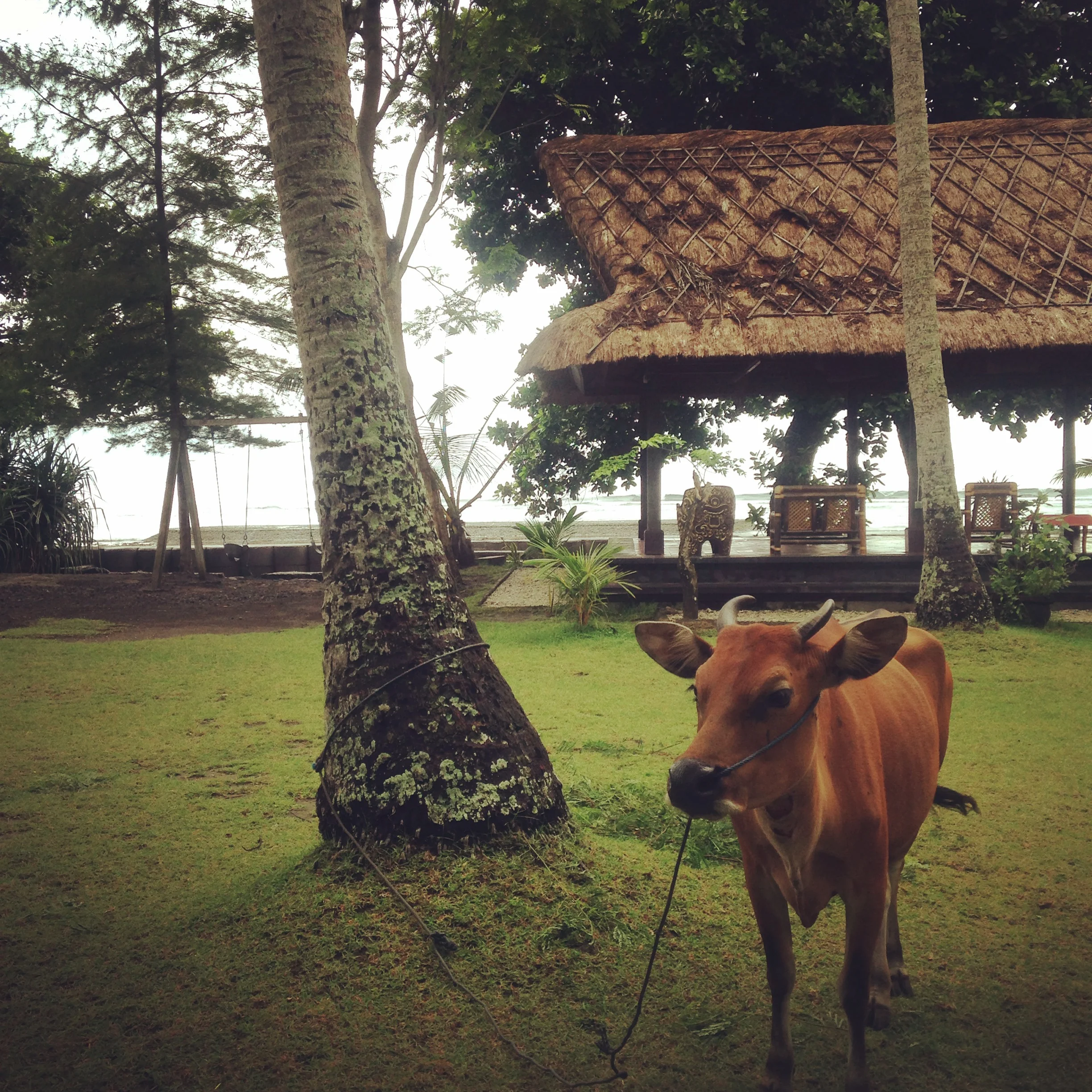 Cow tied to a tree in a tropical garden with a thatched-roof pavilion in the background.