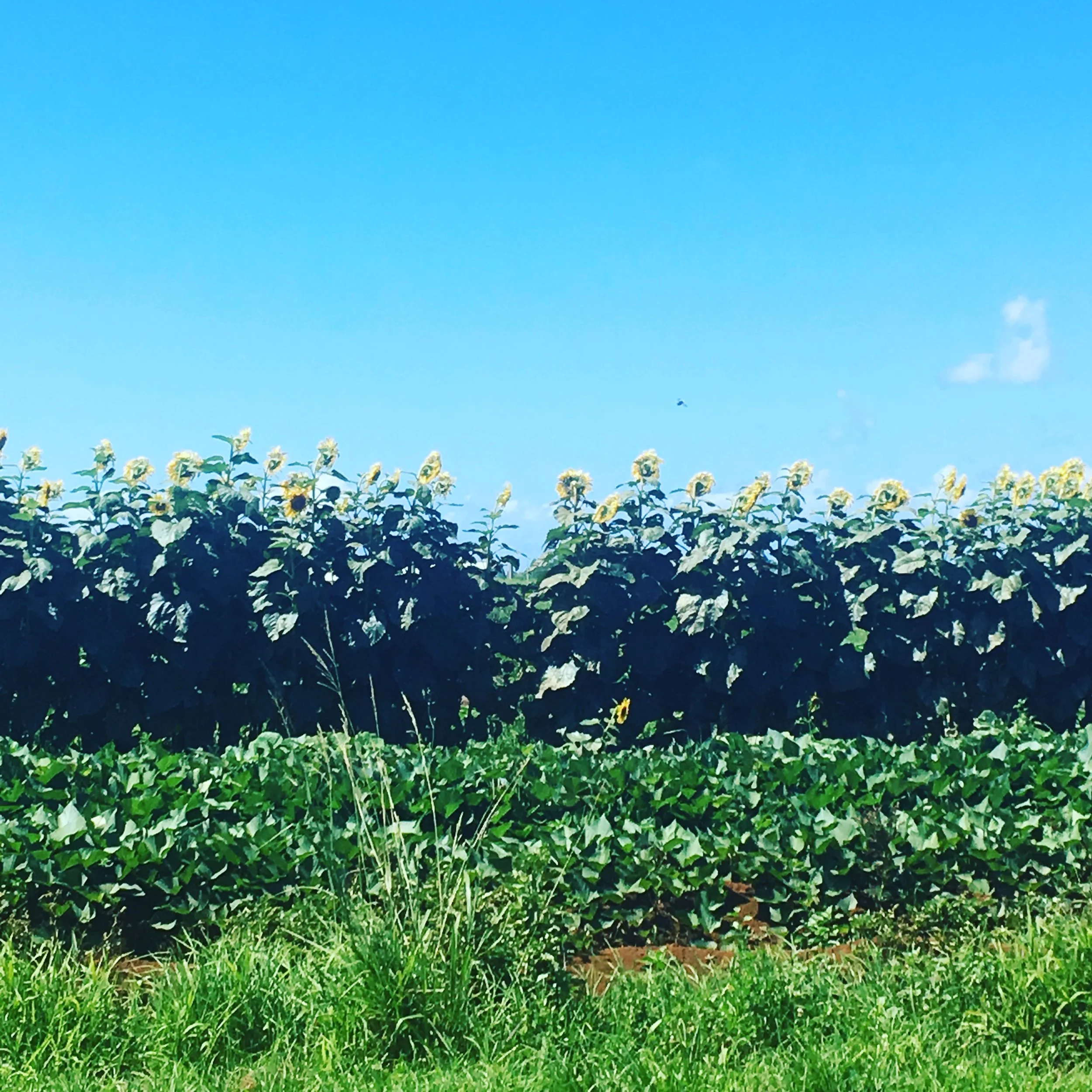 Field with sunflowers and green plants under a clear blue sky.