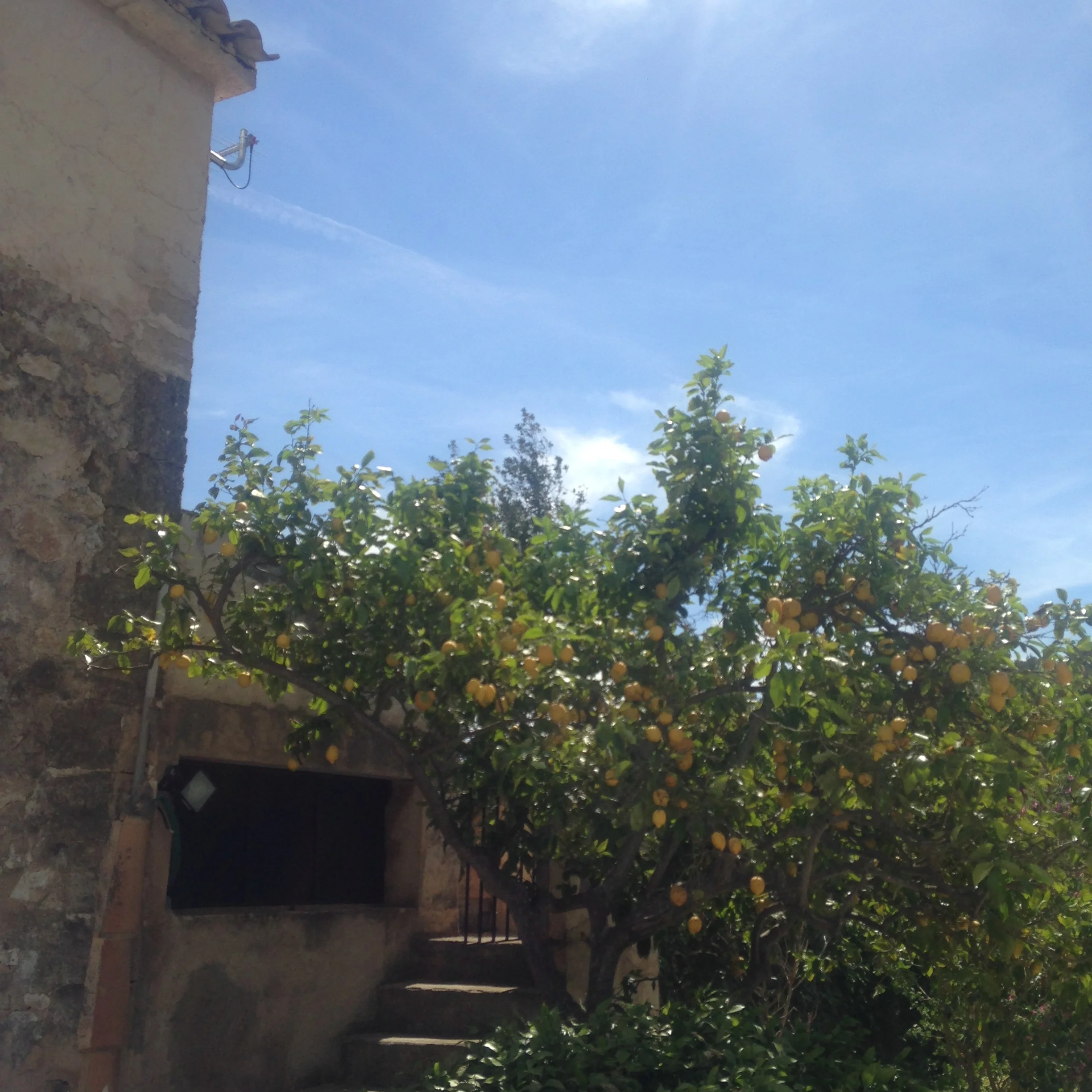 Orange trees, Mallorca, Spain (Copy)
