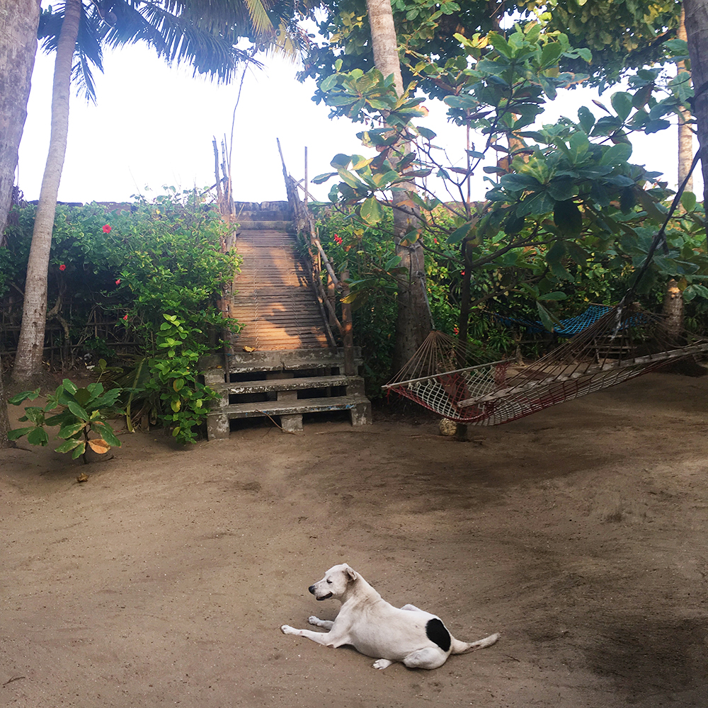 A white dog with black patches lying on a sandy ground in front of a wooden staircase surrounded by green foliage. A hammock is strung between two trees on the right.