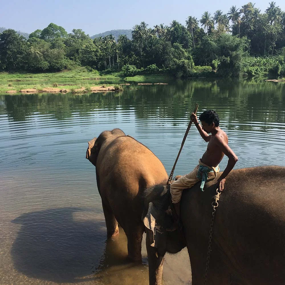 Two elephants standing in a river with a man sitting on one of them, surrounded by lush greenery and trees.