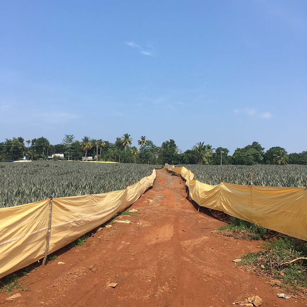 Pathway through a pineapple field with reddish soil, lined with yellow fabric fencing, under a blue sky with palm trees in the background.