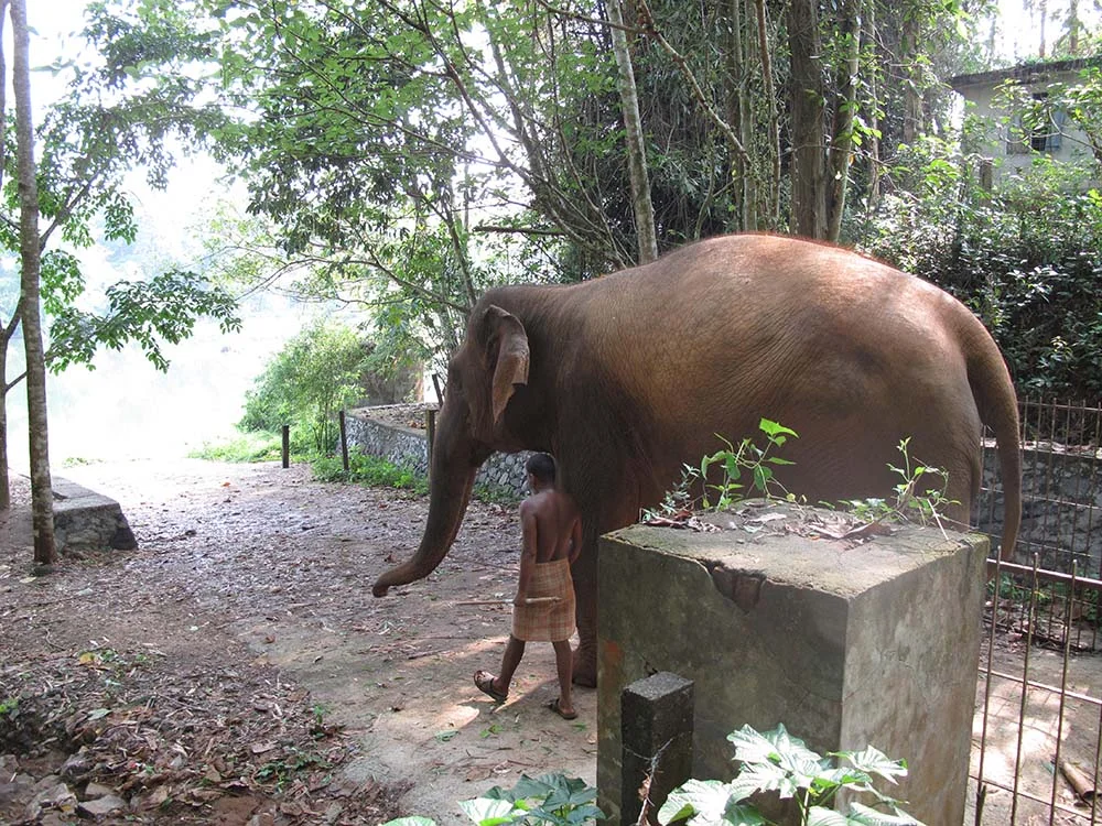 A person walking with an elephant in a forested area.