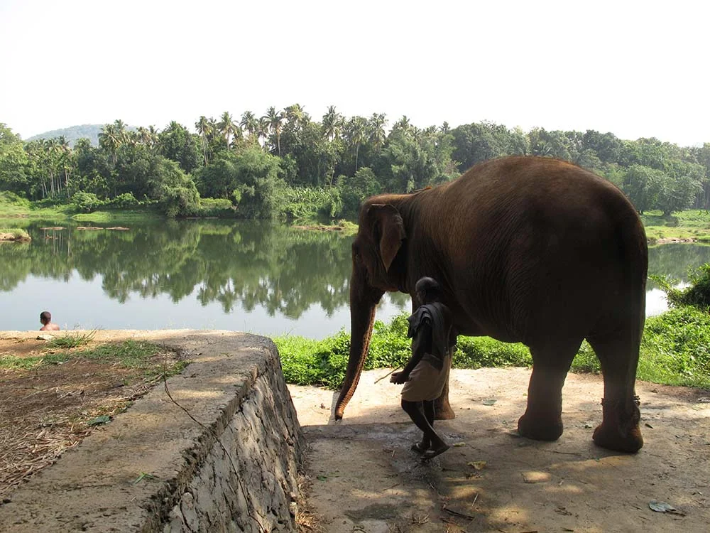 Elephant near lake with handler