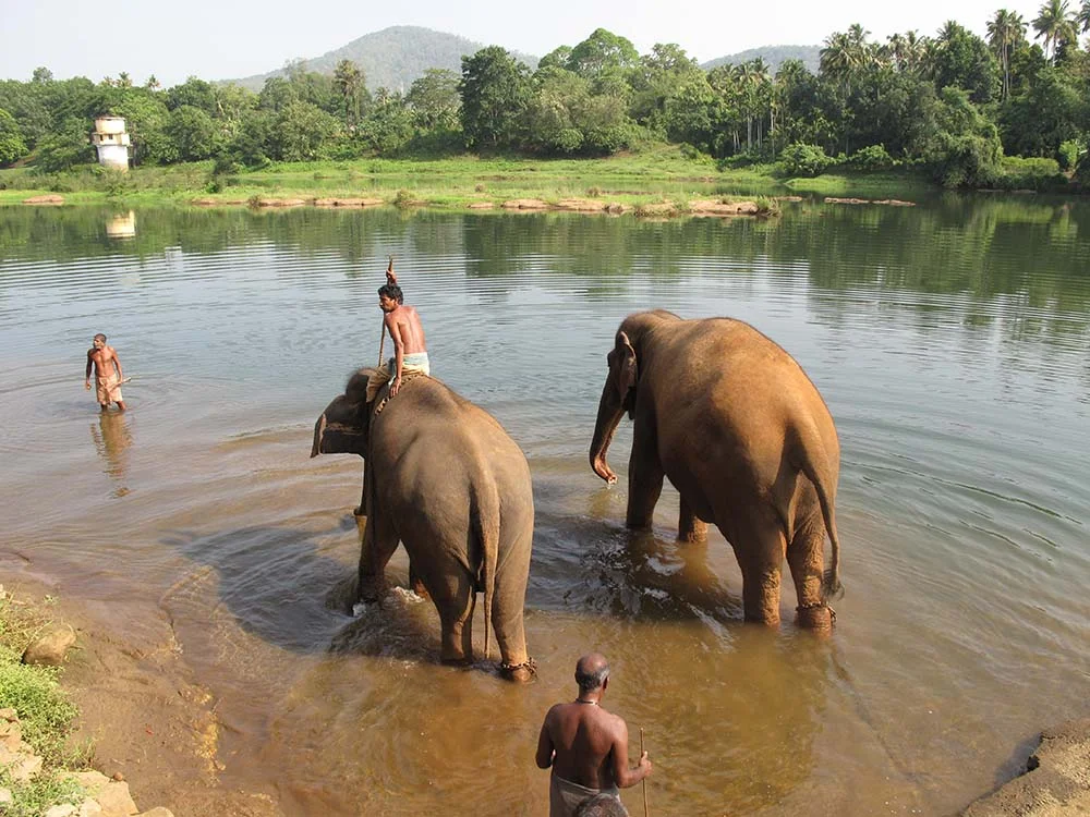 Elephants in a river with people washing them