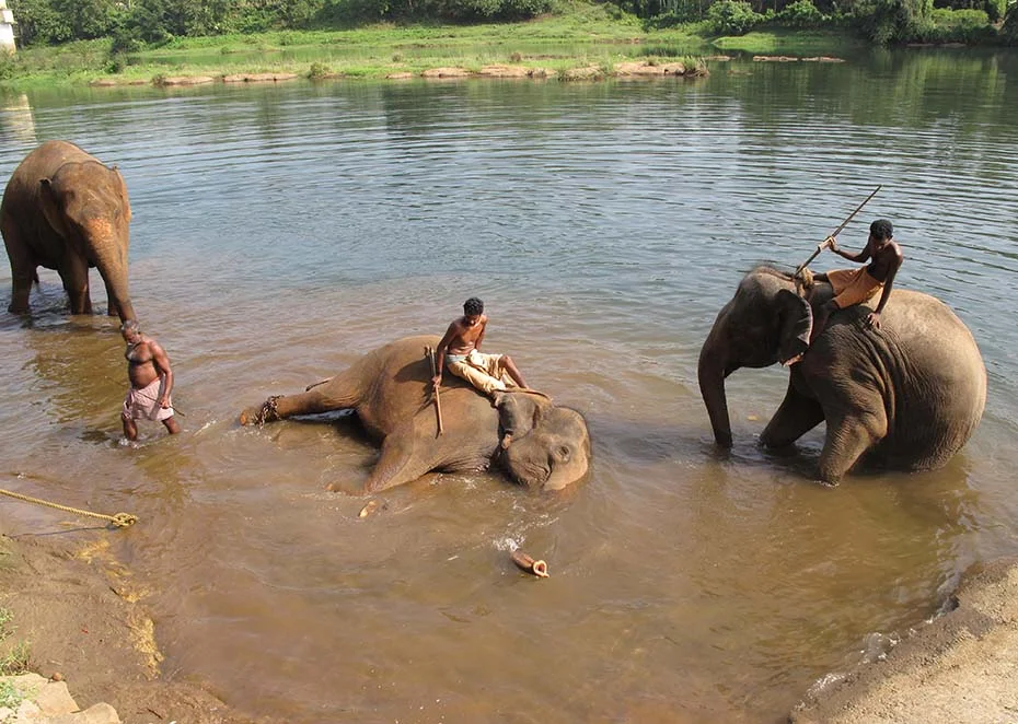 Elephants being bathed in a river by people.