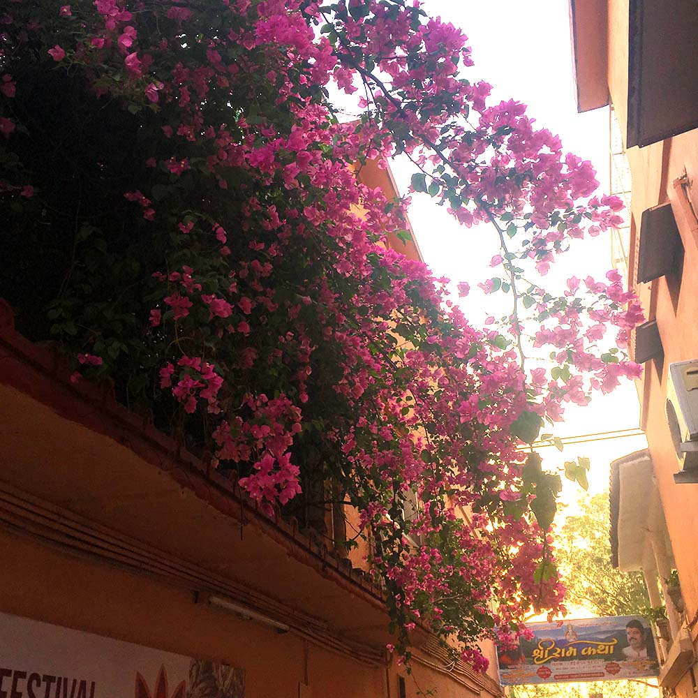 Pink bougainvillea flowers overhanging a narrow alley between buildings with an orange facade, with a partially visible sign in an unspecified script.
