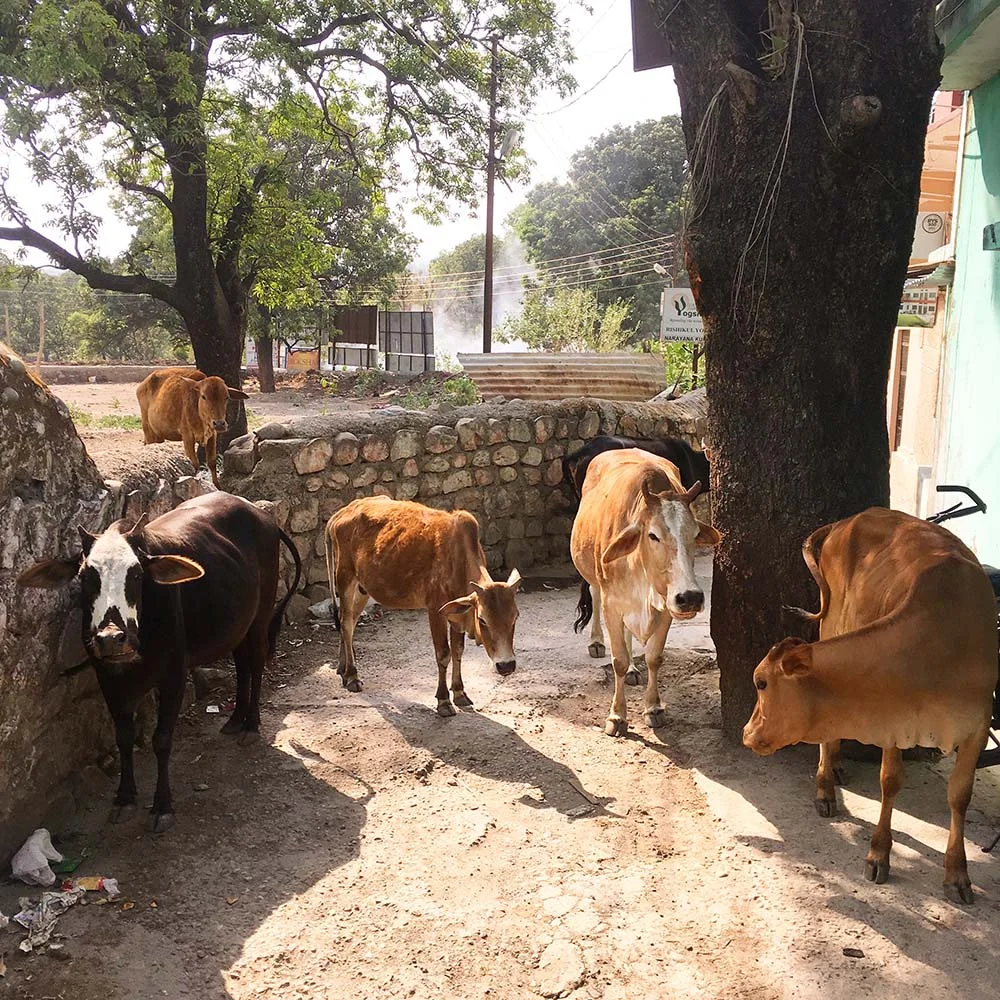 Group of cows standing in a shaded, rural pathway surrounded by stone walls and trees.