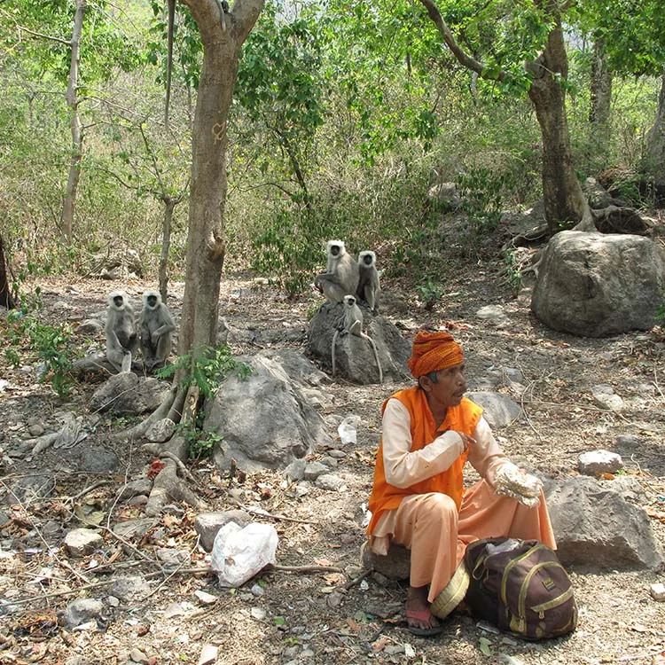 A person dressed in orange clothing sitting on a rock in a forested area, with several monkeys, likely langurs, sitting on rocks nearby.